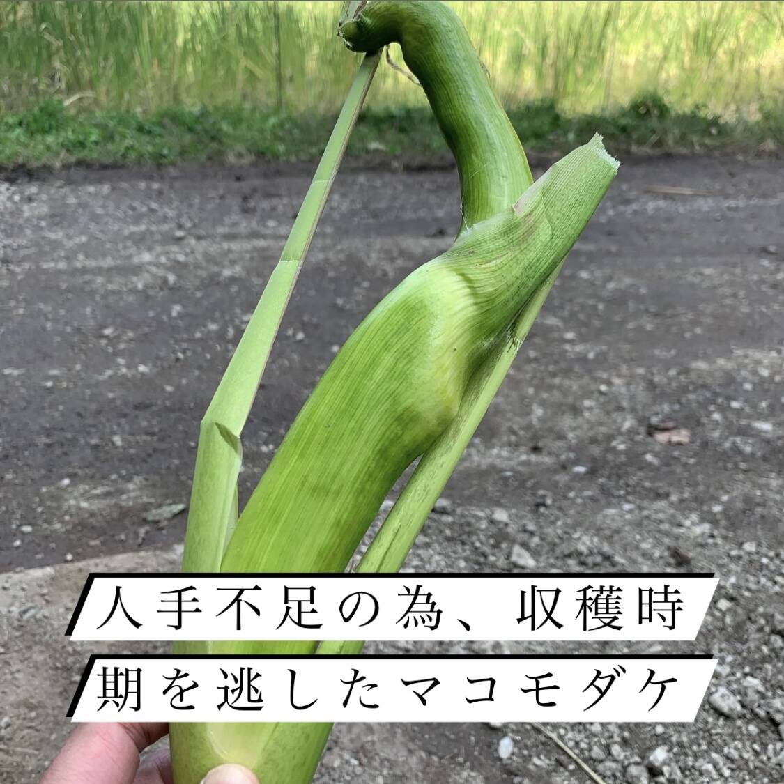 訳あり！【完全自然栽培】のマコモダケ1キロ：長野県産の野菜｜食べ