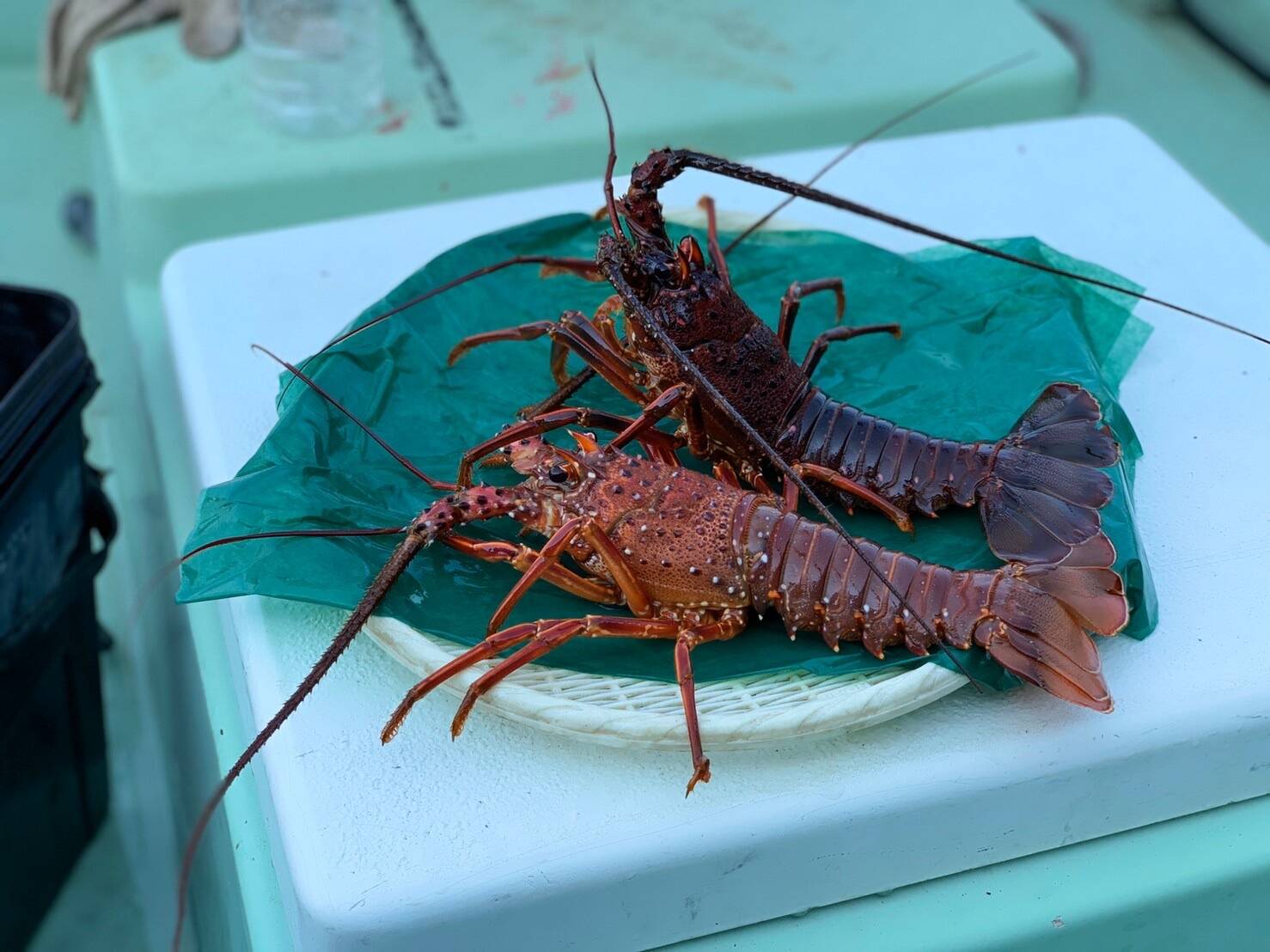 活かしてお届け 神奈川県 小田原産 活伊勢海老2尾セット 神奈川県産 食べチョク 農家 漁師の産直ネット通販 旬の食材を生産者直送