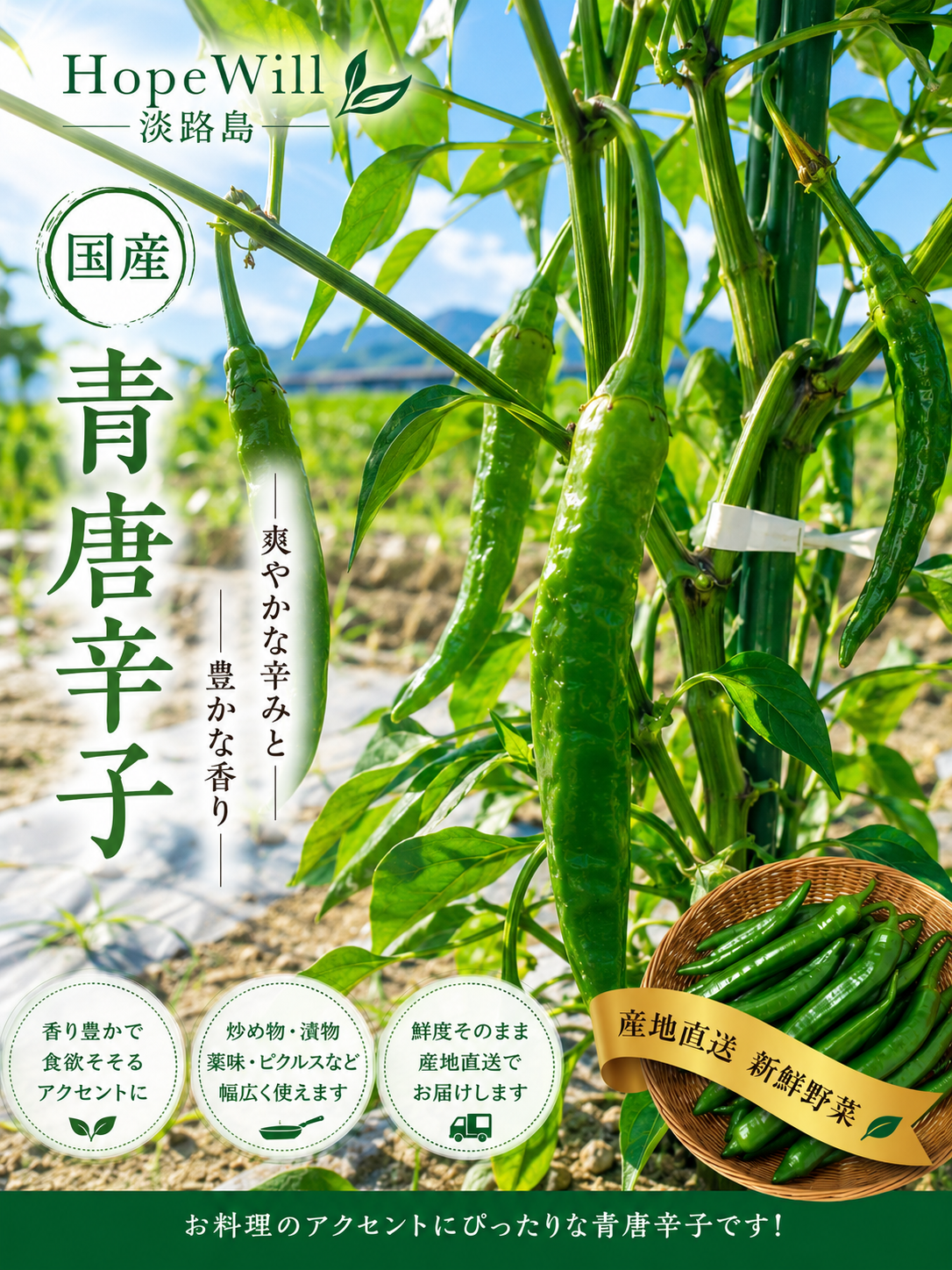 激辛 中辛 辣妹子 青唐辛子 8kg長野県産 【露地栽培】自然成熟 青唐辛子1kg🌶 国産 淡路島からの辛い唐辛子：兵庫県産の野菜｜食べ