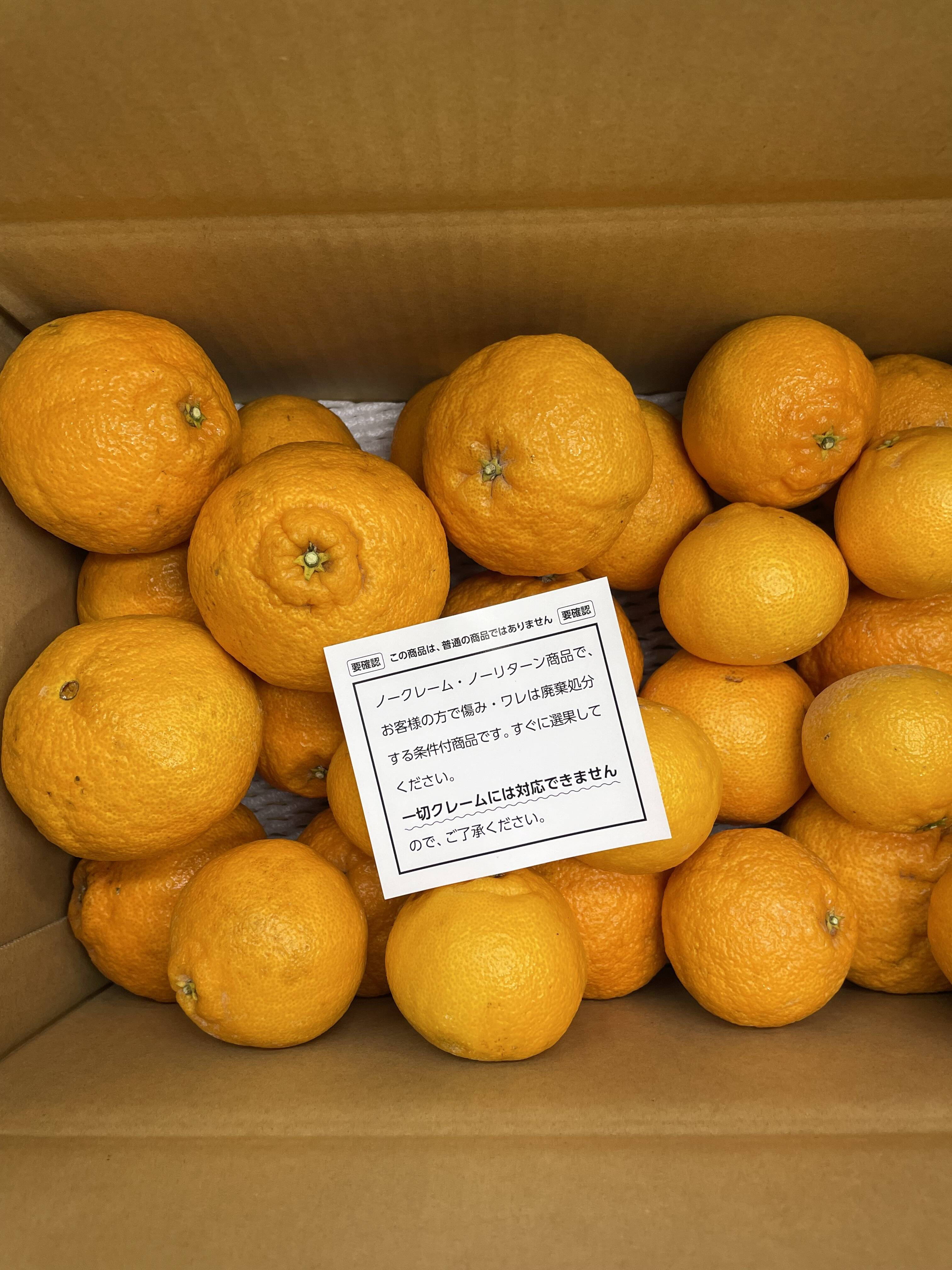 商品情報確認必須】ガキデコ20キロ：愛媛県産のみかん・柑橘類｜食べ