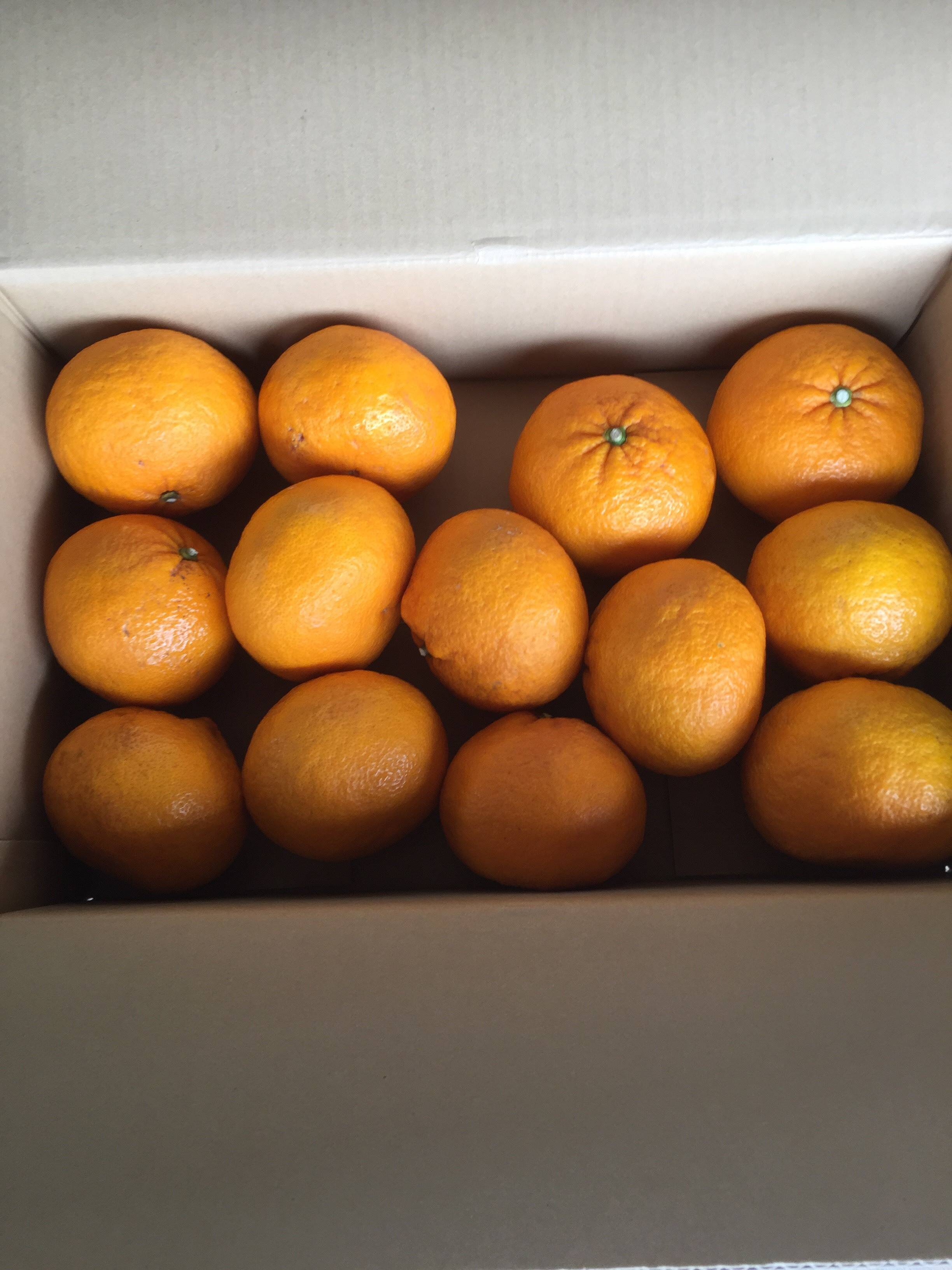 自然栽培 甘夏〈サイズはS、味はセレブ 値段は下町〉5kg：長崎県産の