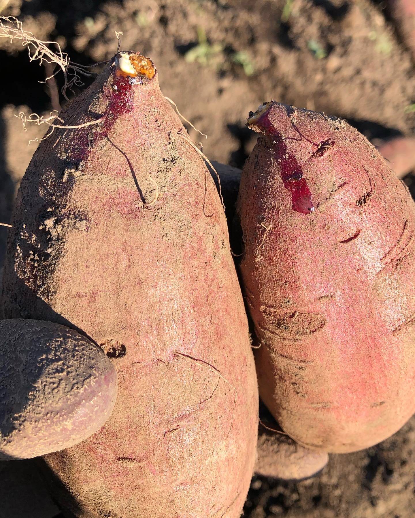 富士山の恵みで育った長期熟成ホクホク系のさつまいも 栗かぐや5