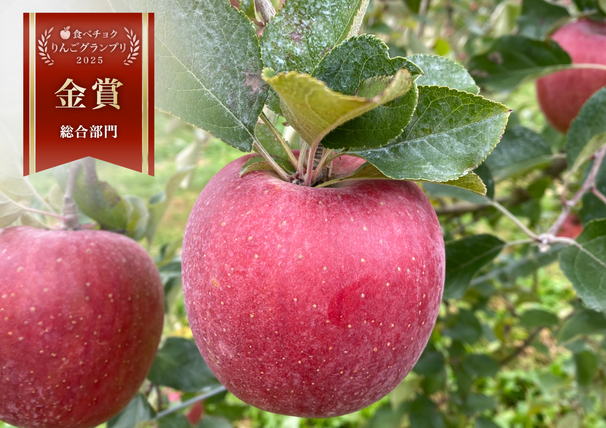 🏆りんごGP金賞受賞🏆信州安曇野産サンふじ家庭用3キロ（7~12個