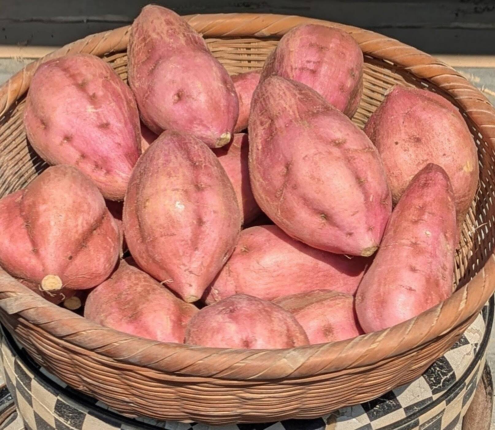 安納芋S～Lサイズ（5㌔）土付き：大分県産の安納芋｜食べチョク｜産地