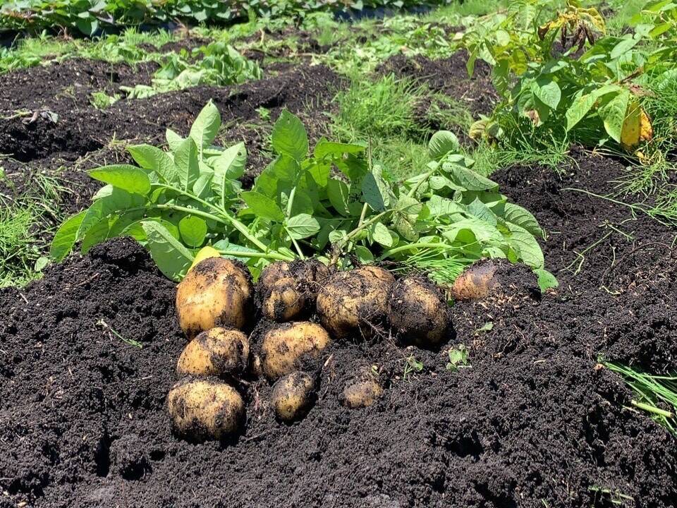 パーティを彩るご馳走や 掘り立て順次発送‼️徳島産新じゃがいも