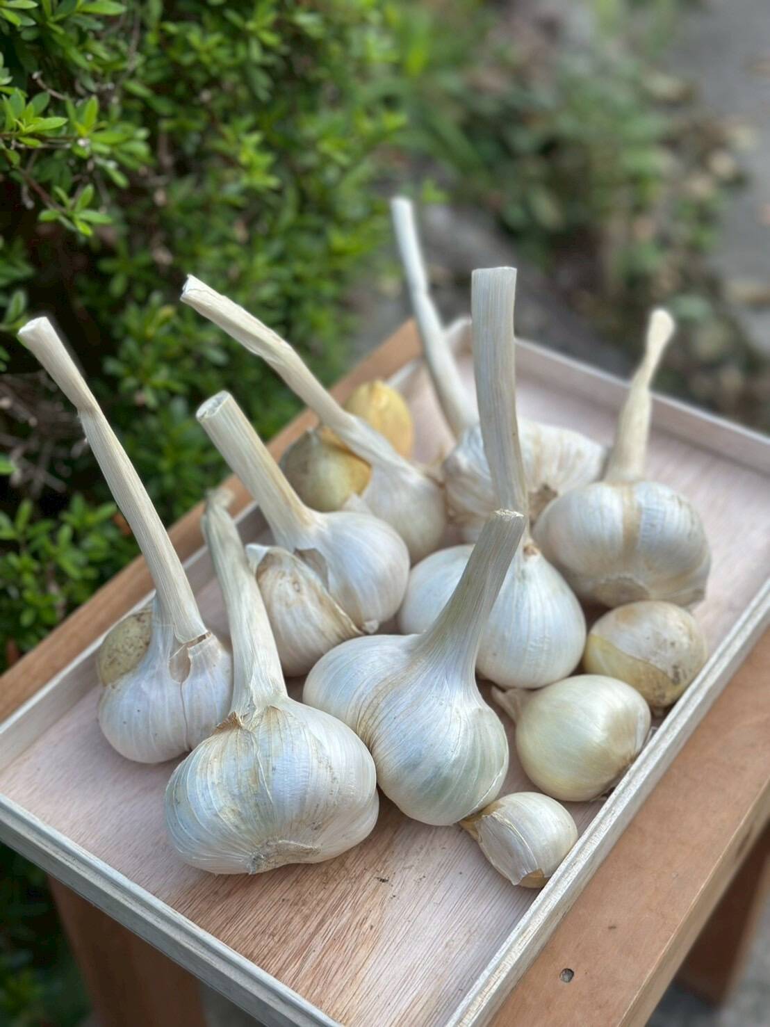 完全無農薬　柚子　ゆず　箱込み10kgちょっと入ります！ 完全無農薬 ゆず 柚子 箱込み10kgちょっと入ります！ 完全無農薬 柚子