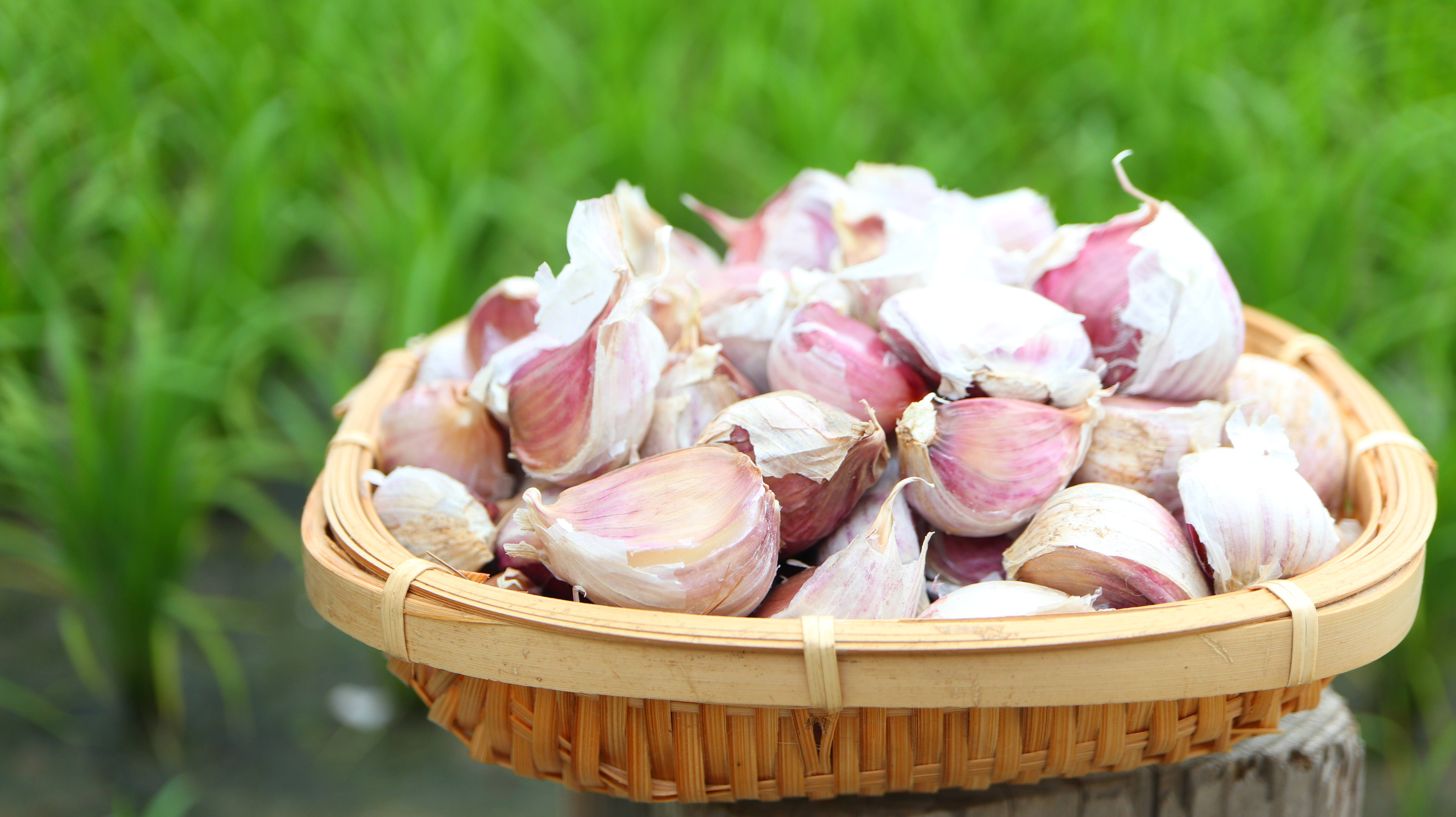 1.5kg 最上赤にんにく バラ 天日干し 最上伝承野菜：山形県産のその他