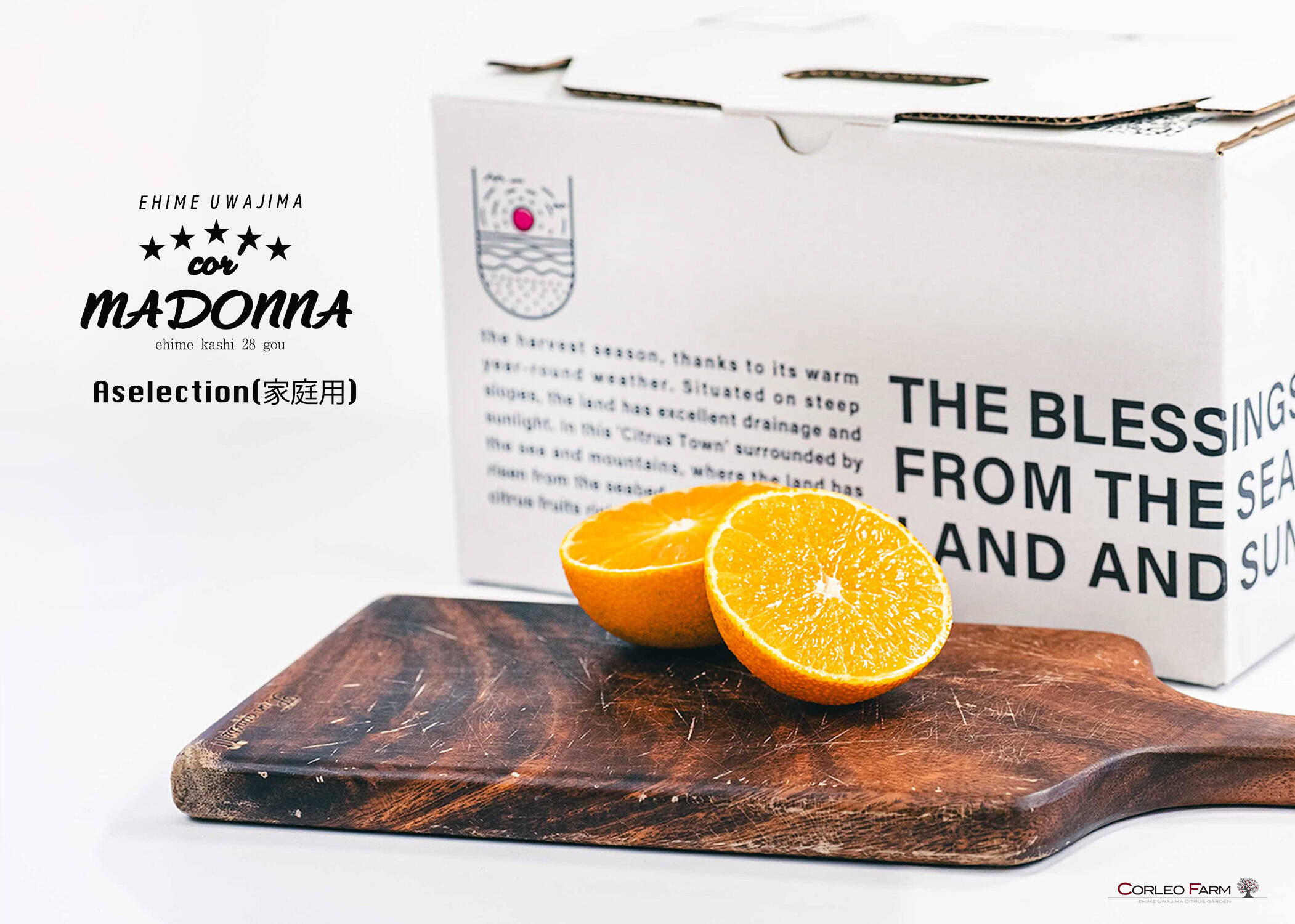 プルップルのゼリー食感【EHIME UWAJIMA〈コル'マドンナ〉】 -A