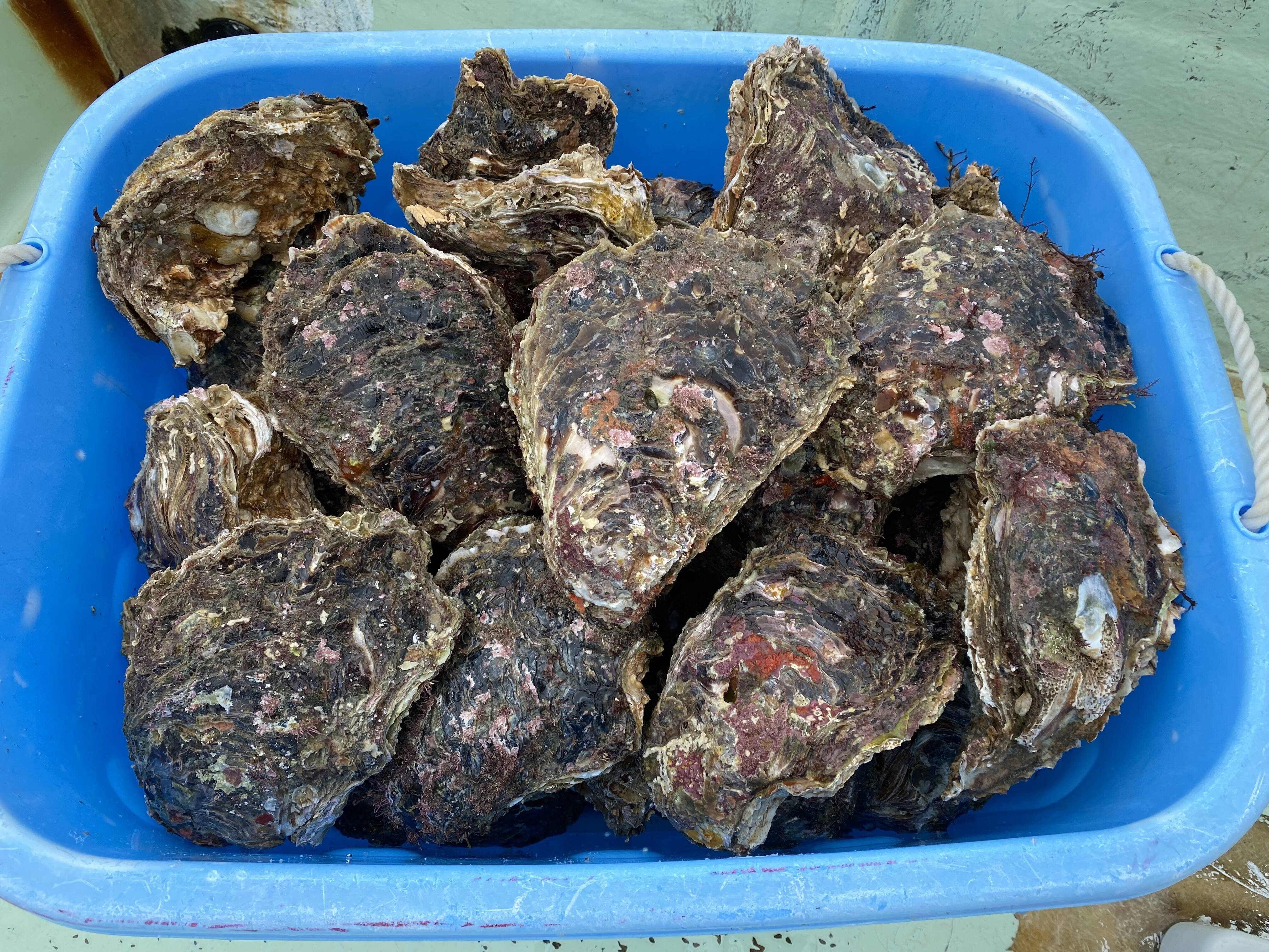 ★ROBINMAY 小牡蠣波波提袋(牡蠣寶寶) ヤングオイスター/送料込 ☆ROBINMAY 小牡蠣波波提袋(牡蠣寶寶) ヤングオイスター/送料込