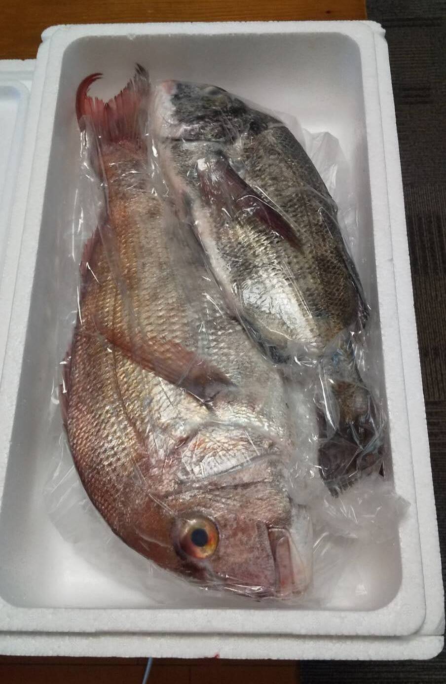 漁師にお任せ お魚宝箱 2 3kg 岡山県産 食べチョク 農家 漁師の産直ネット通販 旬の食材を生産者直送