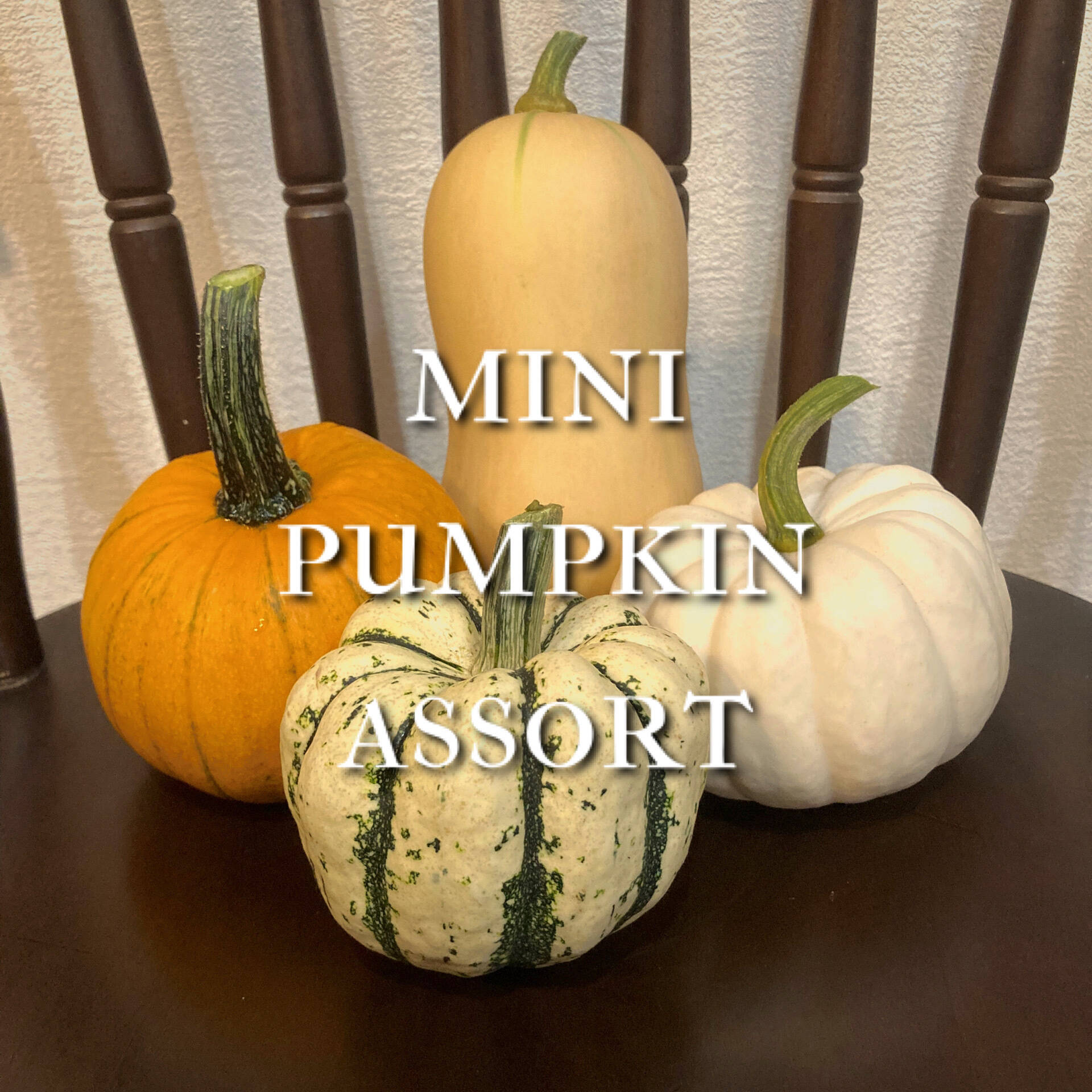 激レア　送料無料　金のカボチャ　中古　ボリューム・不要機　バルテック 西洋カボチャ・ほっこり133| 種・苗・ガーデニング用品の【タキイ