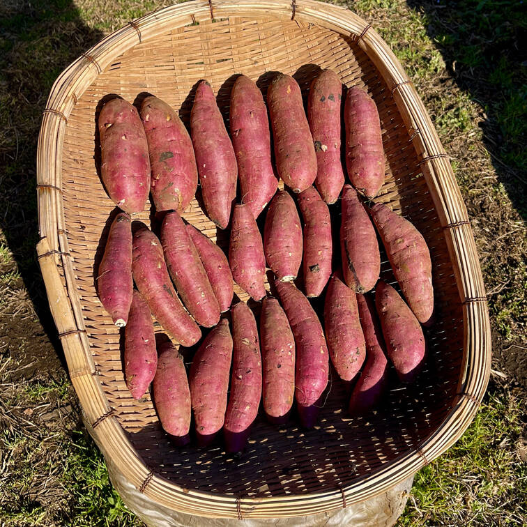 ◇絶品！南阿蘇村◇星ヶ峰農園の熟成紅はるか◇SMサイズ混合 3kg