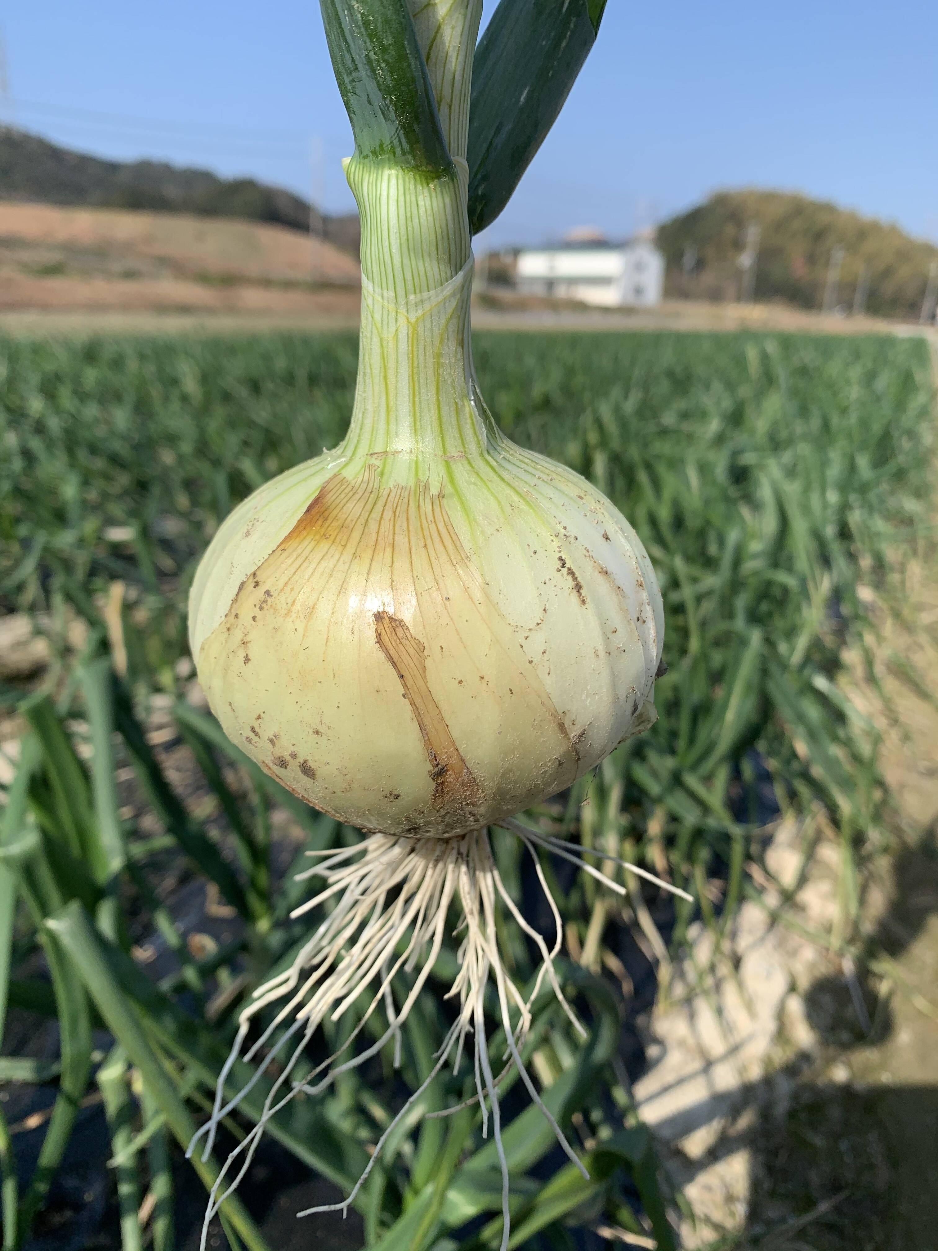 新玉ねぎ3kg????淡路島極熟玉葱 今が旬‼️ 特別栽培農産物 シャーロットオニオン：兵庫県産の玉ねぎ｜食べチョク｜産地直送(産直)お取り寄せ通販 -  農家・漁師から旬の食材を直送