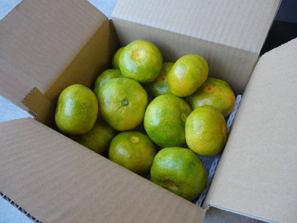 松 みかん箱3箱ぱんぱんに詰めます 30cm前後目安 松 みかん箱3箱