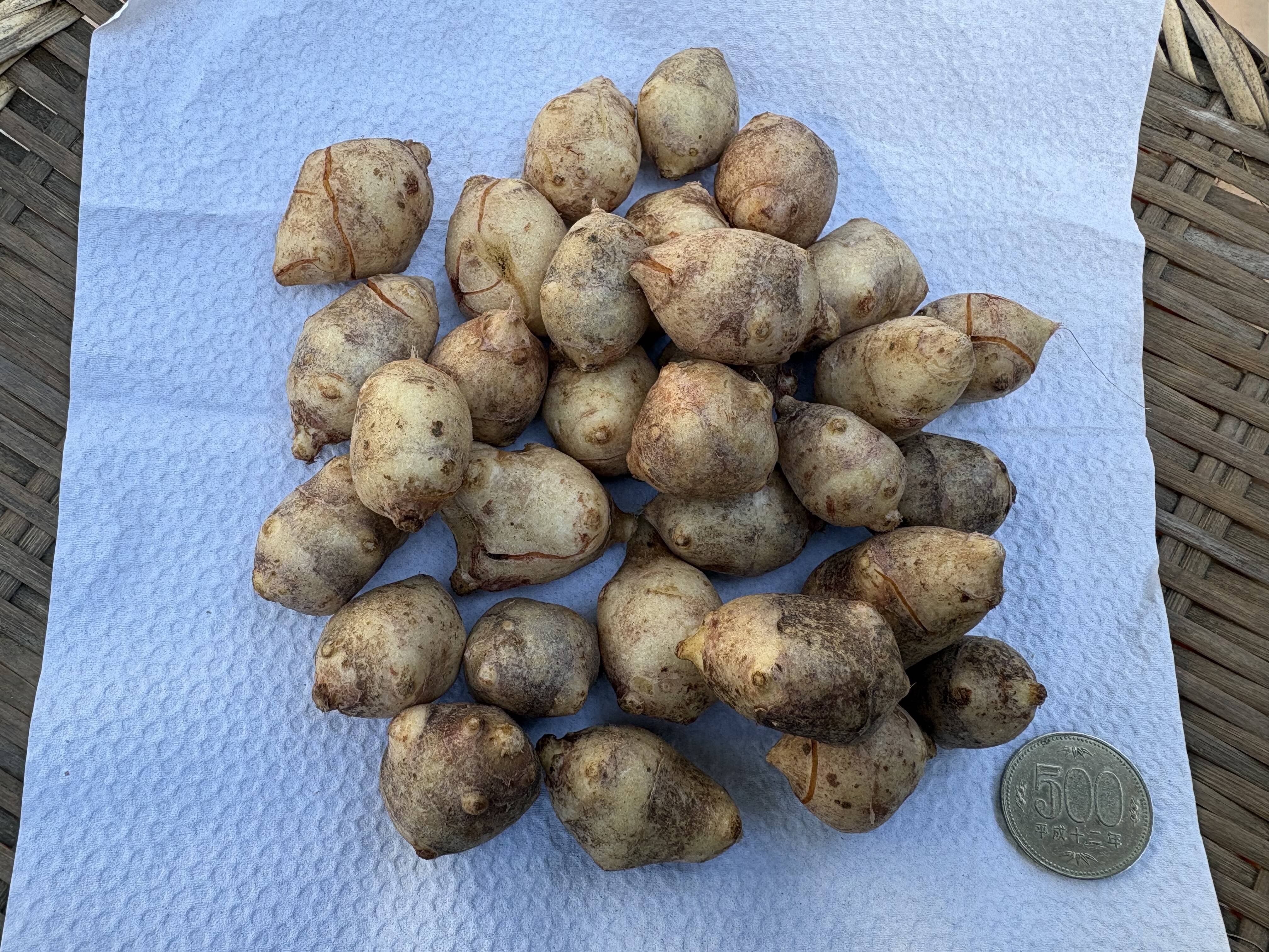 訳あり紫菊芋 約5kg 超訳あり品【農薬・化学肥料不使用】MOA自然農法で育った紫菊芋 5kg