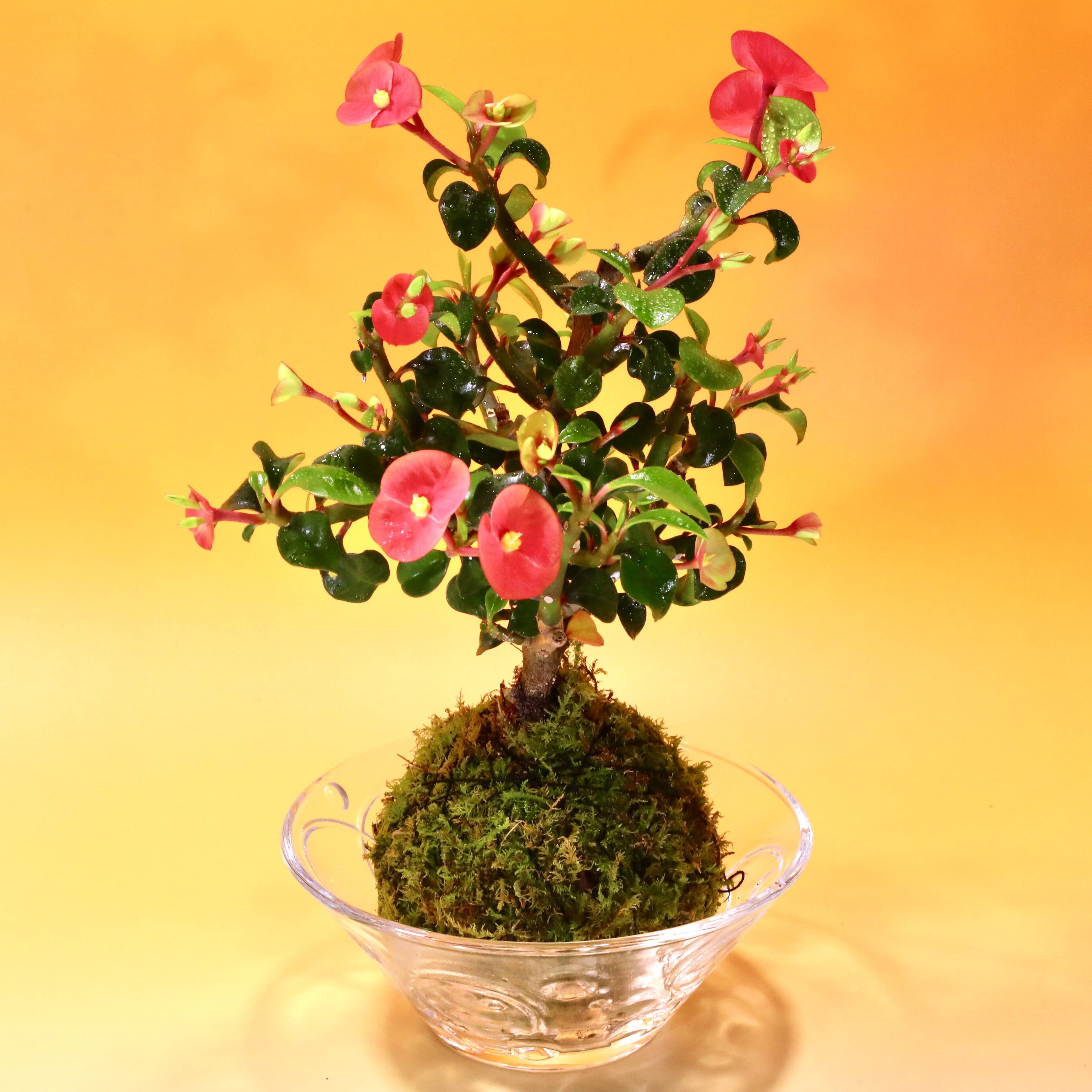 優しい空間を〜 苔玉 トゲ無し花キリン（液肥付き）：和歌山県産の多肉