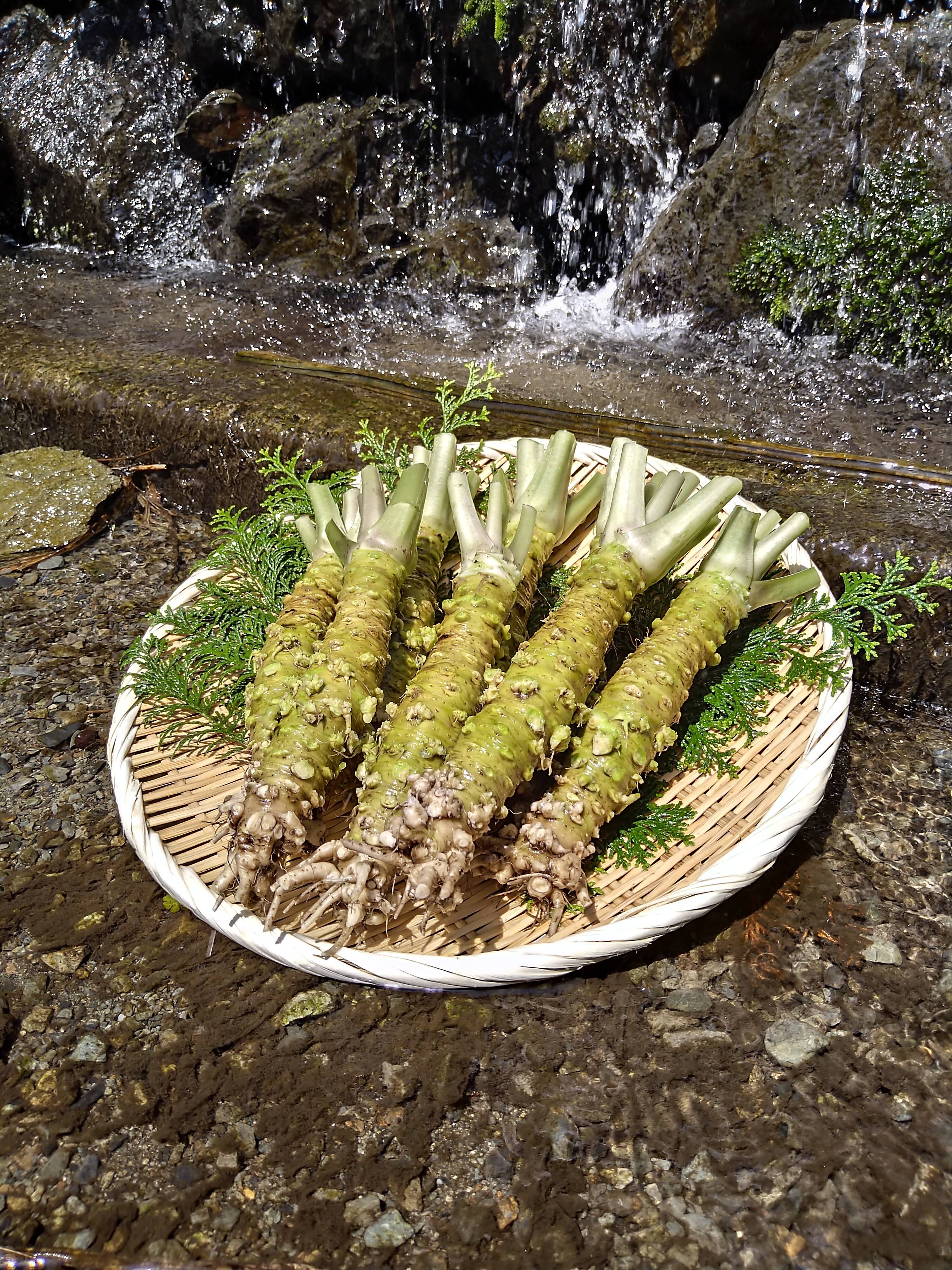 本物の味“ 静岡 梅ヶ島 『わさび』500g （1本100〜200gサイズ）：静岡県産の野菜｜食べチョク｜産地直送(産直)お取り寄せ通販 -  農家・漁師から旬の食材を直送