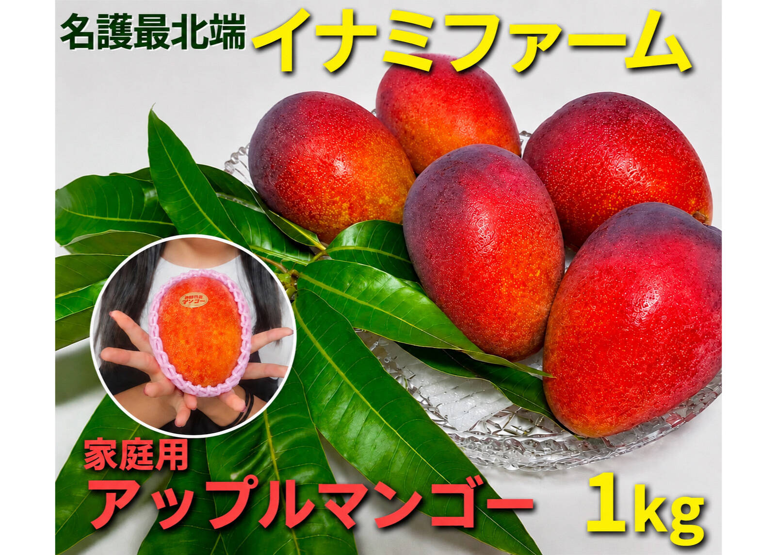 摘果マンゴー約20kg（※梱包を含む） ☆2026年販売開始☆≪家庭用≫名護市最北端 イナミファームの家庭で