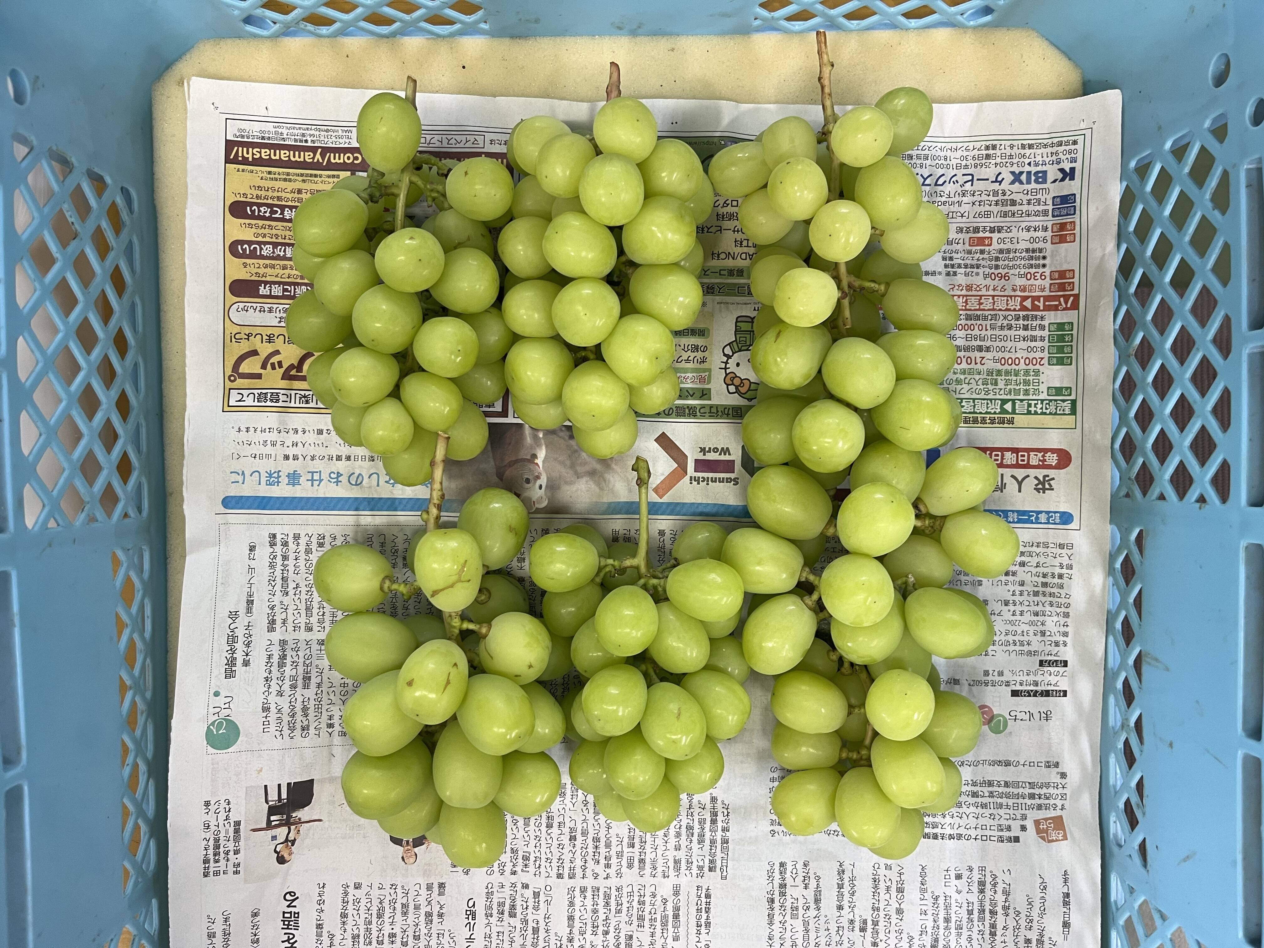 買うなら今でしょ！【ご家庭用】シャインマスカット2㎏セット：山梨県