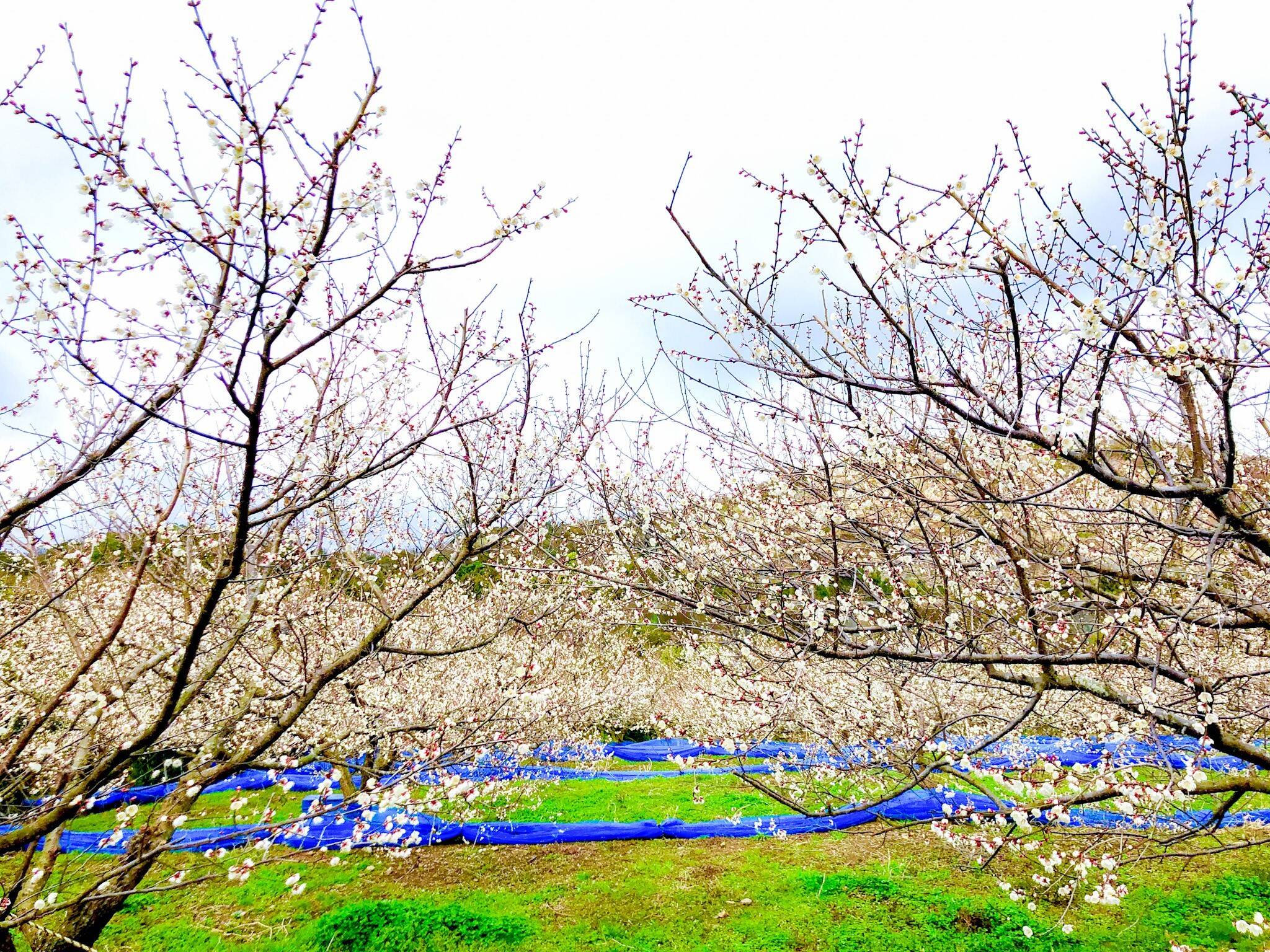 塩の梅へのレビュー・商品：和歌山県｜食べチョク｜産地直送(産直)お取り寄せ通販 - 農家・漁師から旬の食材を直送