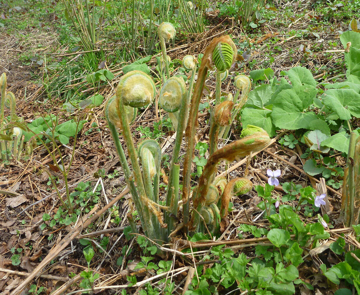 大自然世界遺産白神山地付近で取れたおいしいゼンマイ（200g）：秋田県