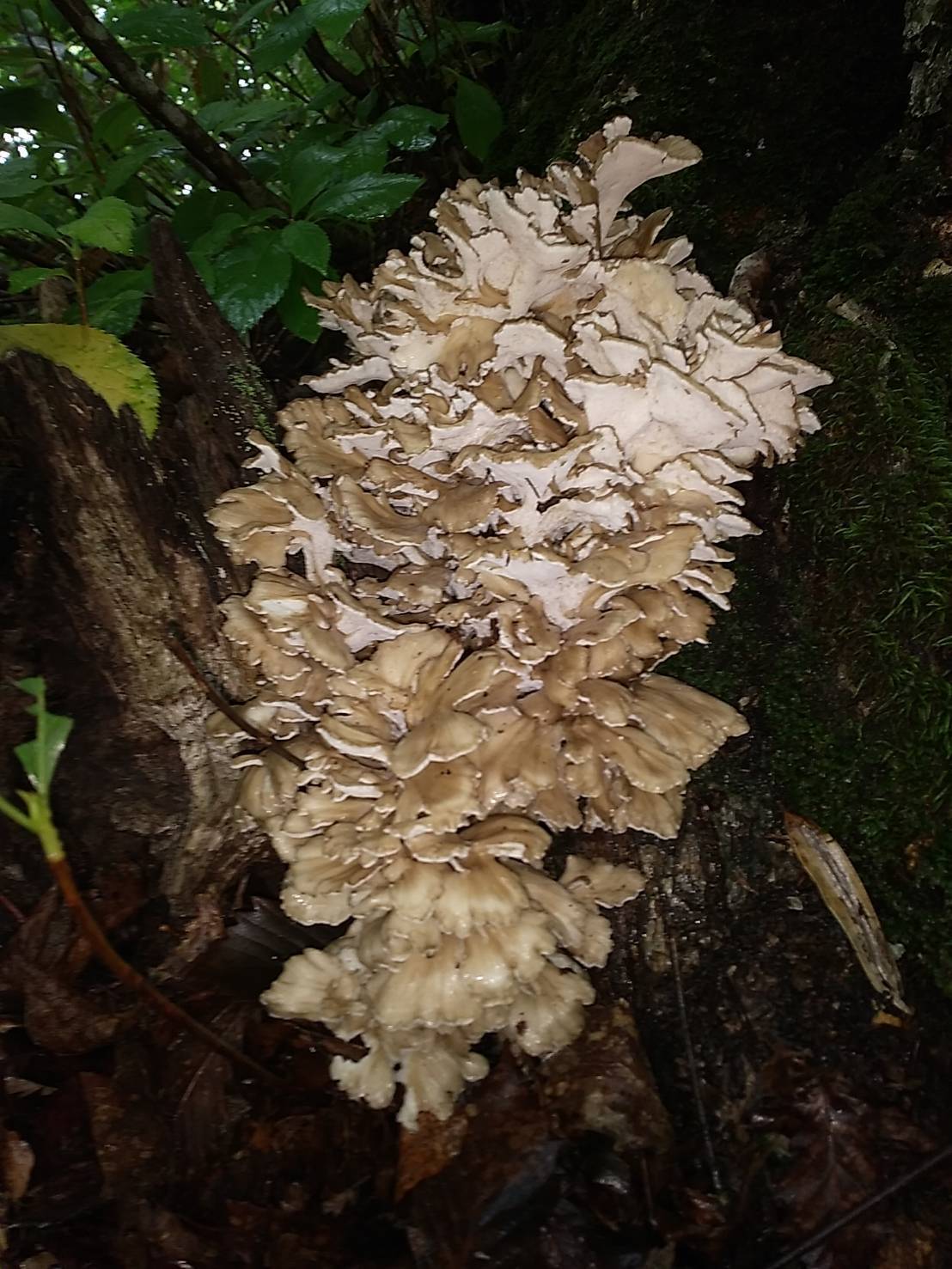天然黒舞茸が収穫されました｜食べチョク｜産地直送(産直)お取り寄せ