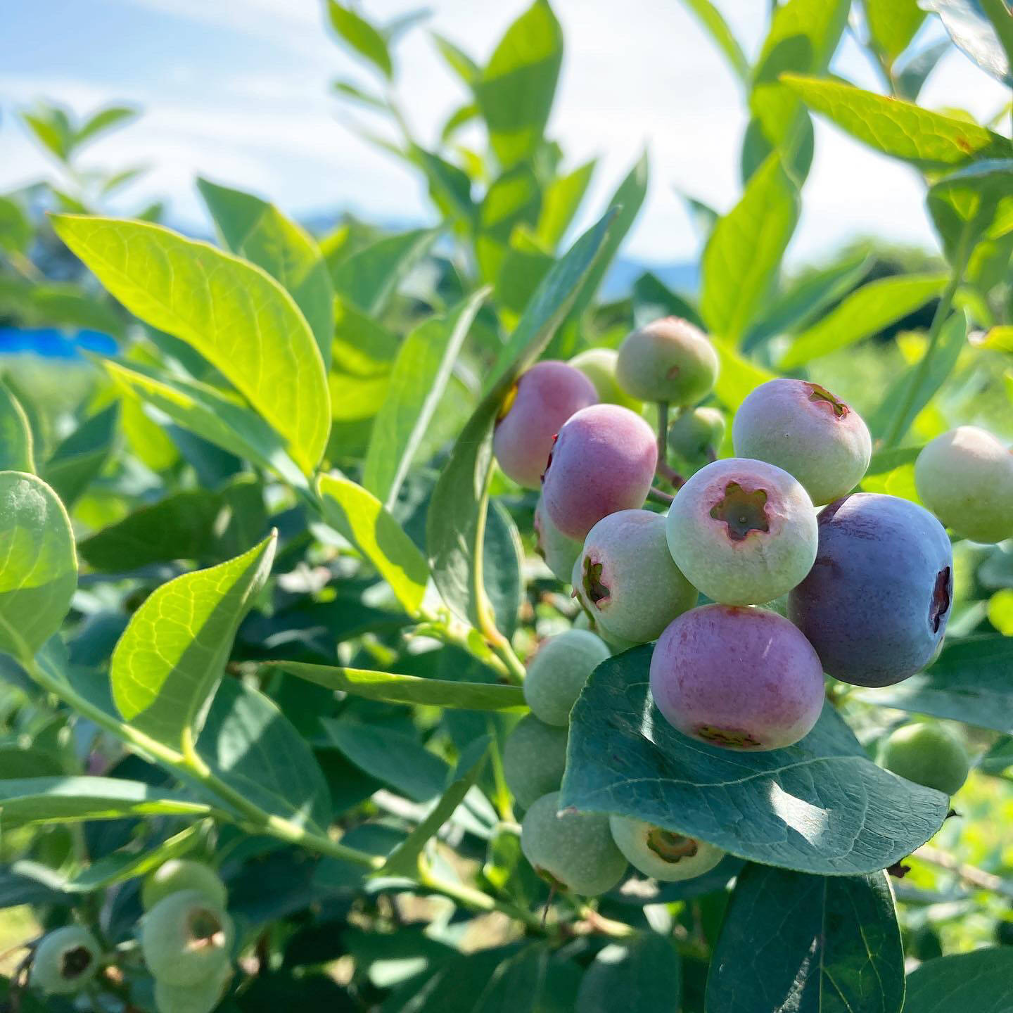 摘みたて新鮮！相模原産のブルーベリー1kg：神奈川県産のブルーベリー
