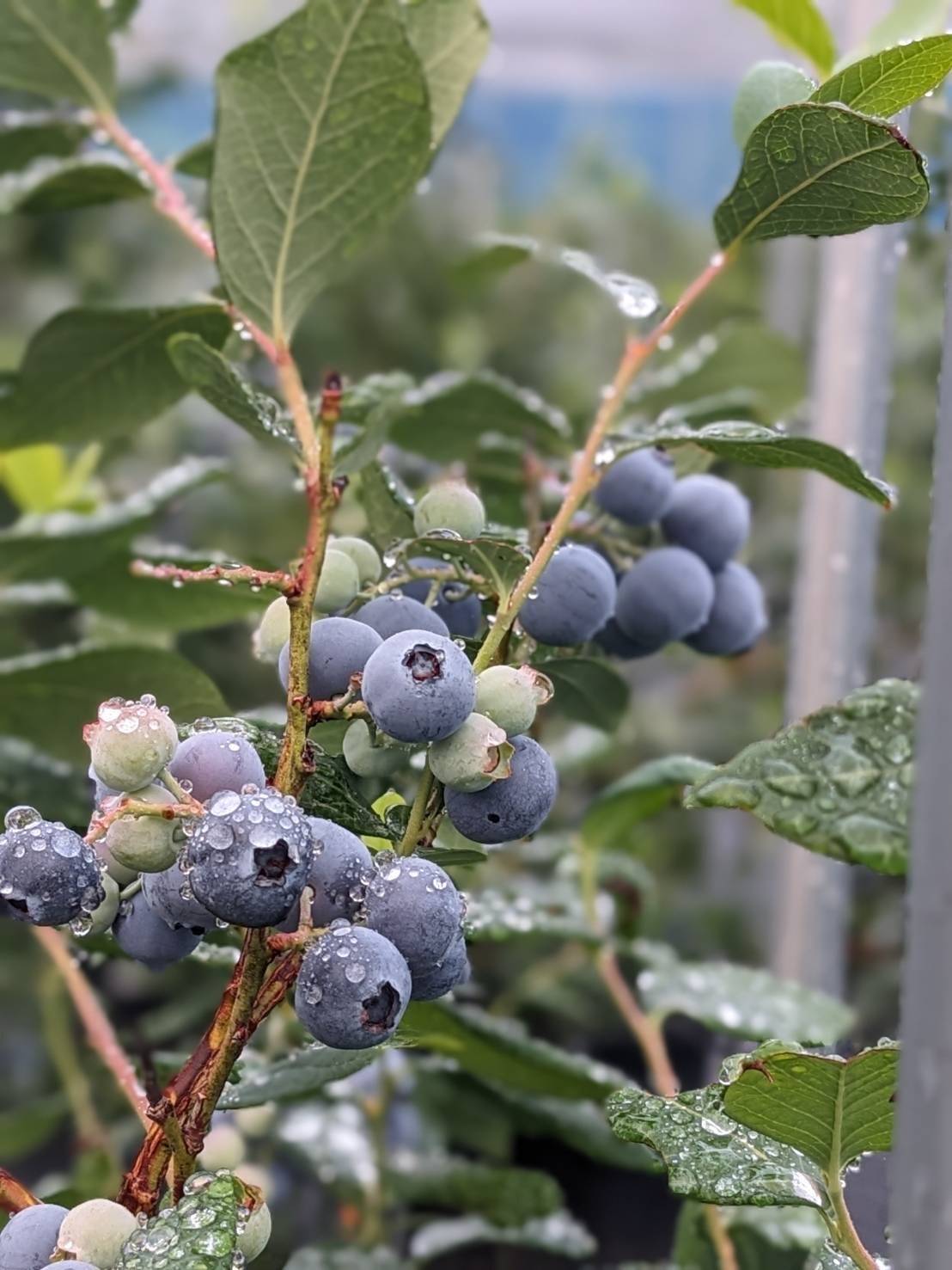 大きく食べやすい！ブルーベリー『品種ミックス』125gx12p：愛知県産の