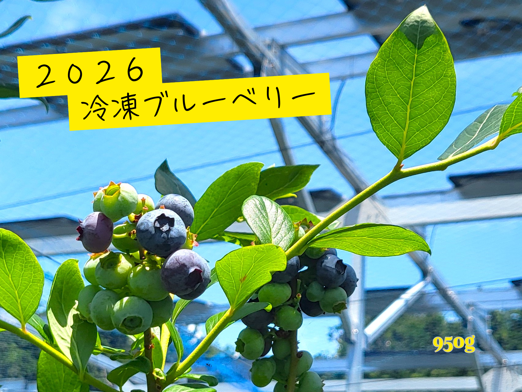 農薬不使用！2026そのまま冷凍ブルーベリー(700g+250g)：静岡県産の