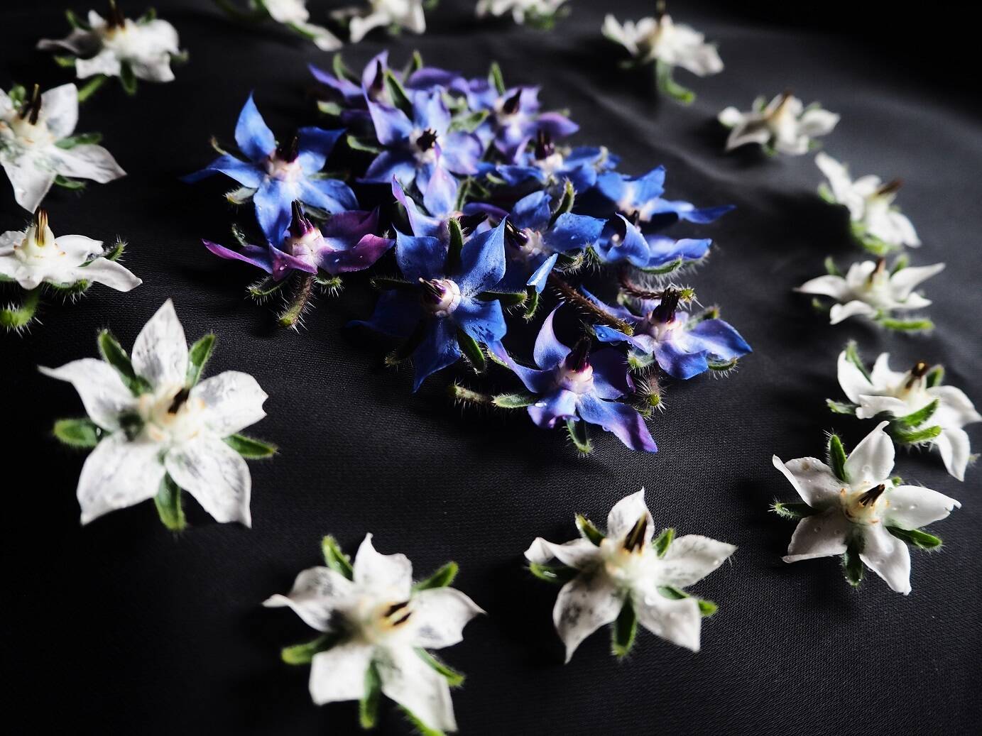 里山の自然栽培エディブルフラワー ボリジの花 輪mix 茨城県産のエディブルフラワー 食べチョク 産地直送 産直 お取り寄せ通販 農家 漁師から旬の食材を直送