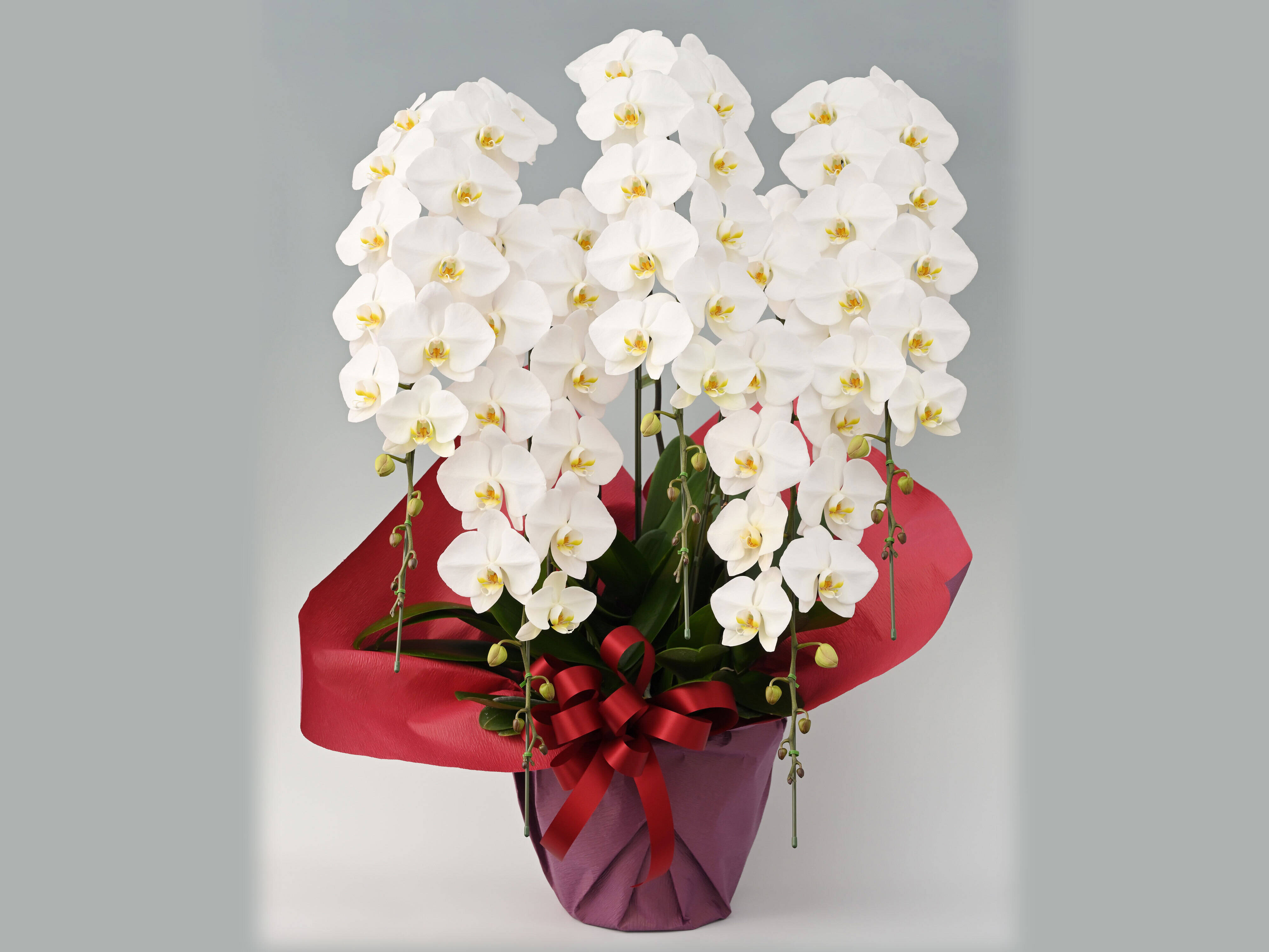 大輪胡蝶蘭 白 5本立 75輪クラス| 開店・開業・移転・周年・送別・誕生