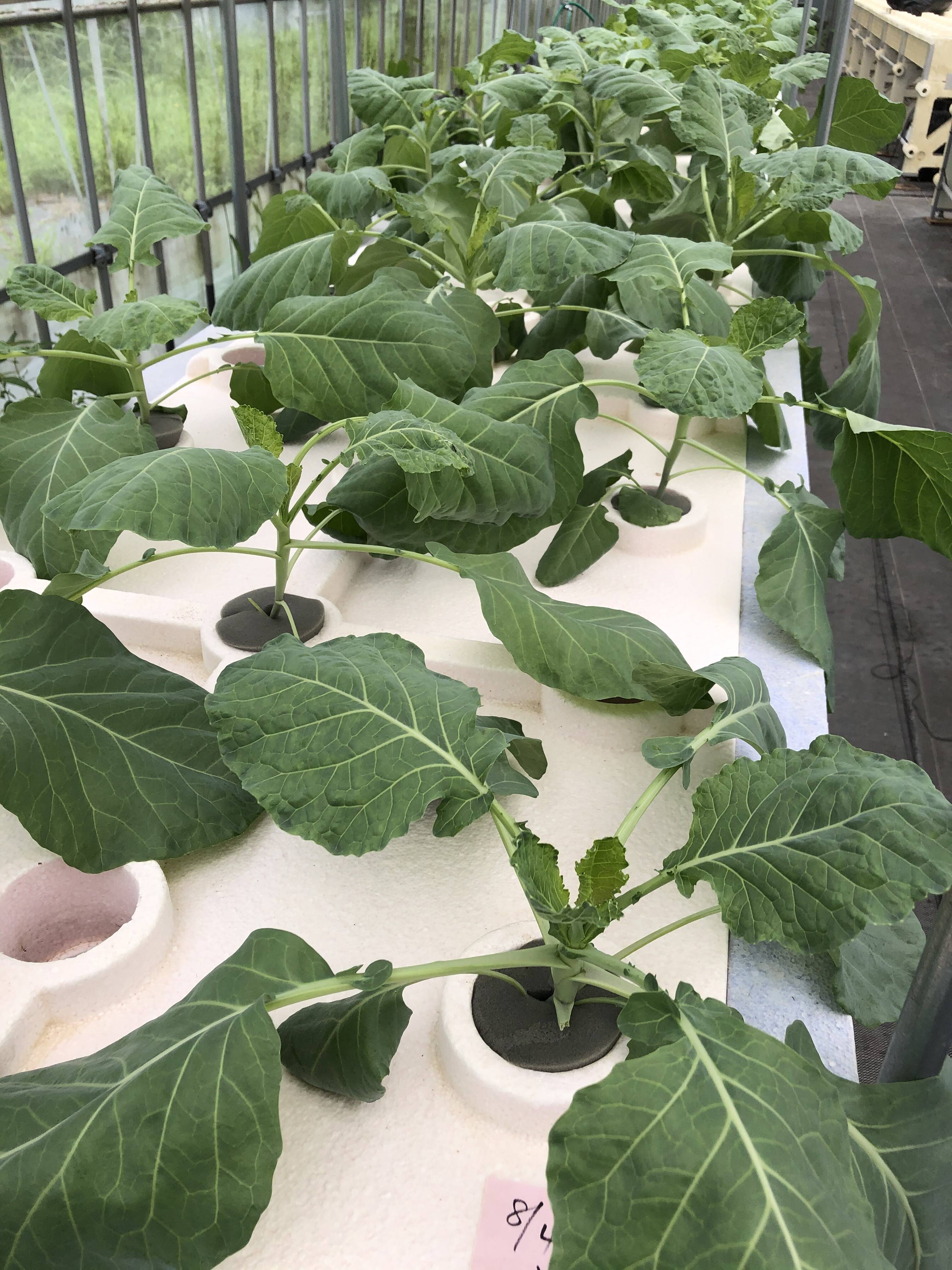 秋に向けて葉物野菜準備中です 食べチョク 産地直送 産直 お取り寄せ通販 農家 漁師から旬の食材を直送