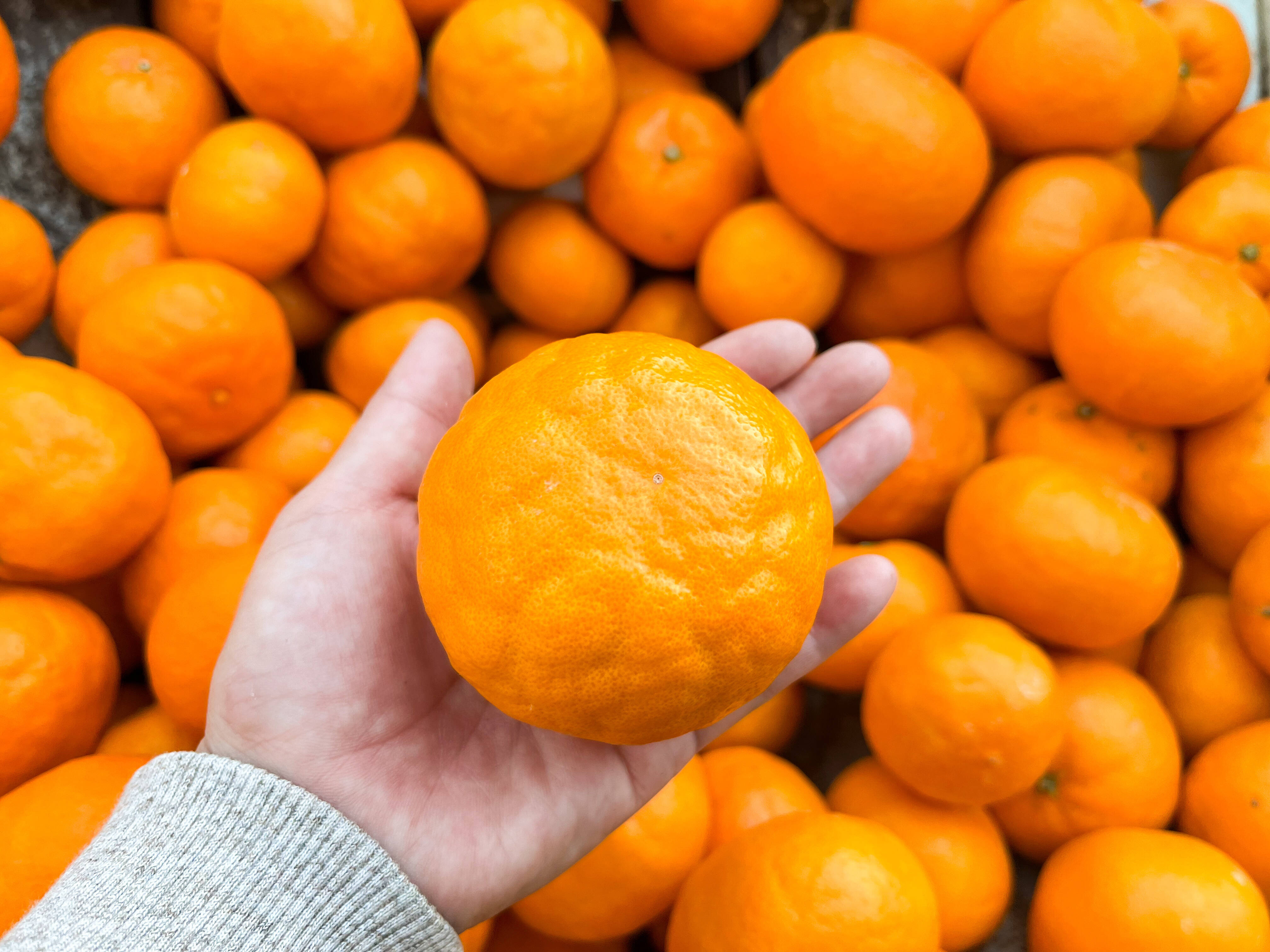 数量限定訳あり特価✨】希少品種！”ドルチェみかんこだわりはれひめ”菊