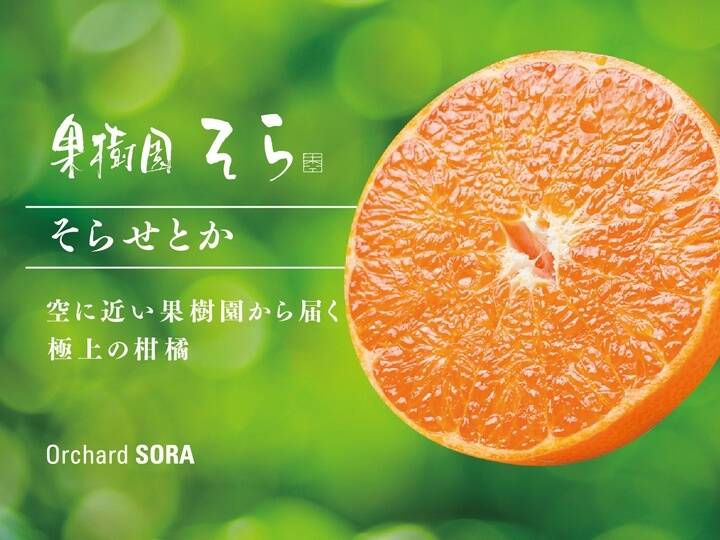 そらせとか【天空のせとか】愛媛産みかん 訳あり 3kg：愛媛県産のみかん・柑橘類｜食べチョク｜産地直送(産直)お取り寄せ通販 -  農家・漁師から旬の食材を直送