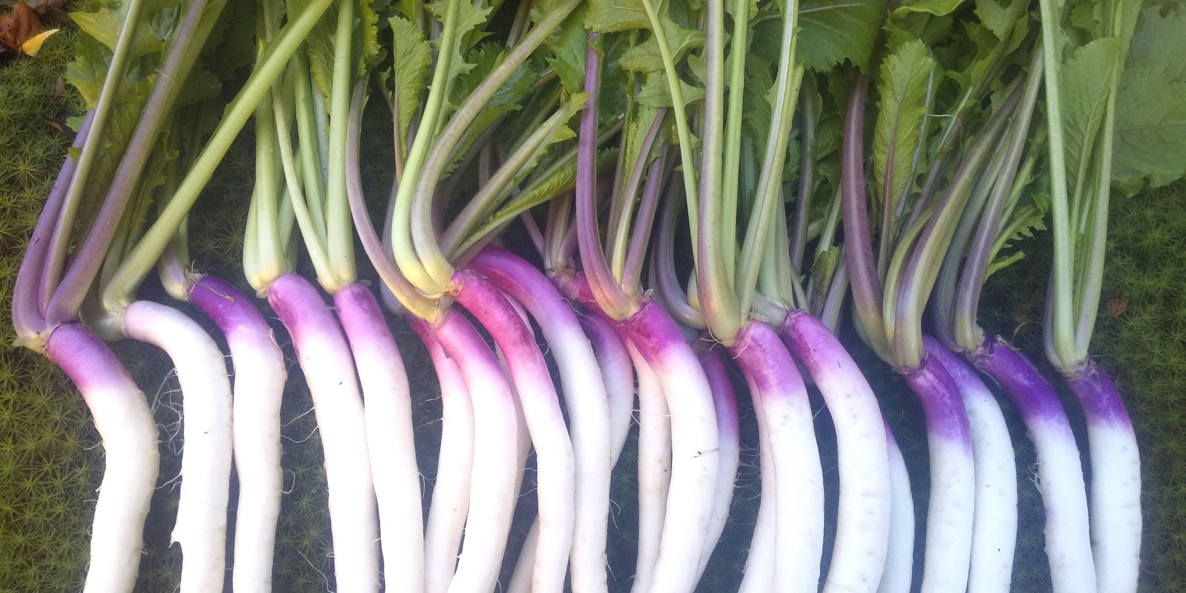 葉つき日野菜かぶ 5kg 根は 以上 虫食いのないきれいな葉です 富山県産のかぶ 食べチョク 産地直送 産直 お取り寄せ通販 農家 漁師から旬の食材を直送