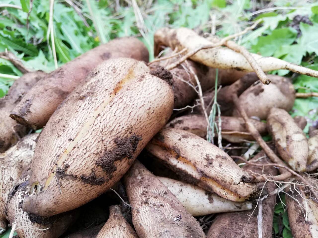 自然栽培ヤーコン☆訳あり品混合10Kg：神奈川県産のヤーコン｜食べ