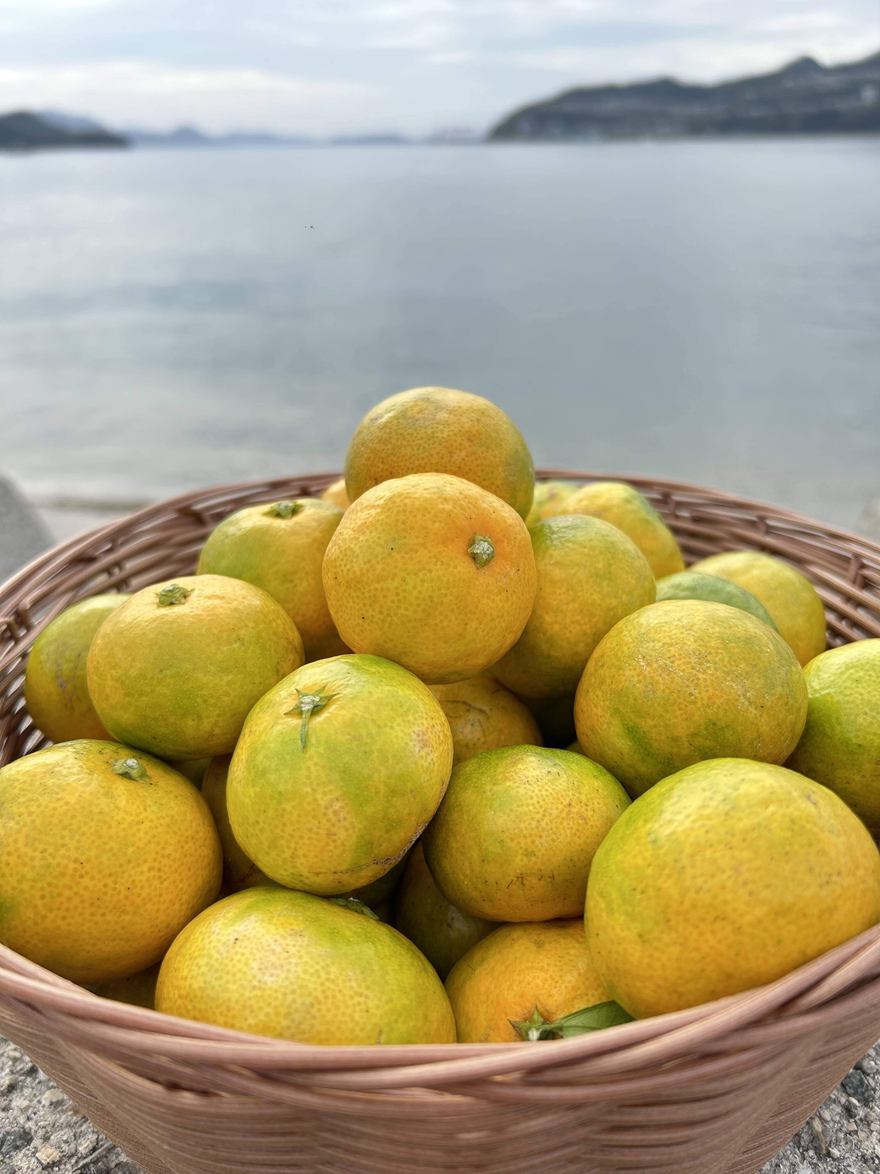 🍂今だけ！秋の始まりを告げる🍂🍊 極早生みかん 5キロ【農薬