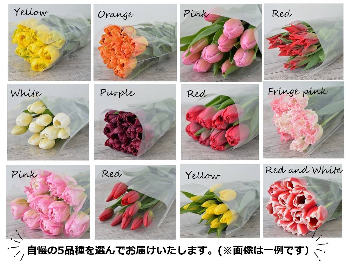 フラワーファームしろねのチューリップ切り花 50本 おまかせアソート