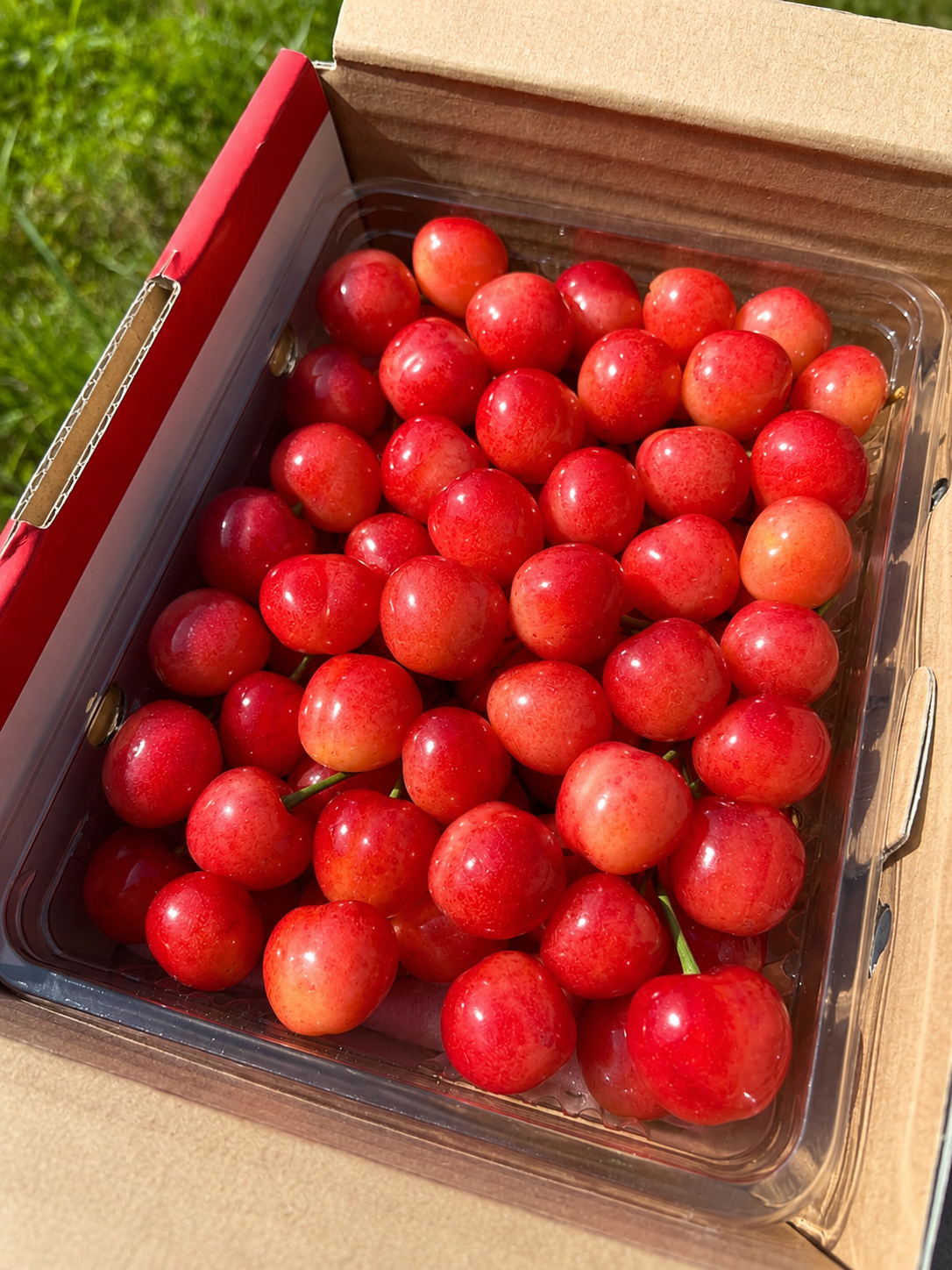🍒スーパーBIGセール🍒【朝どれ】《佐藤錦》さくらんぼ 山形県東根産