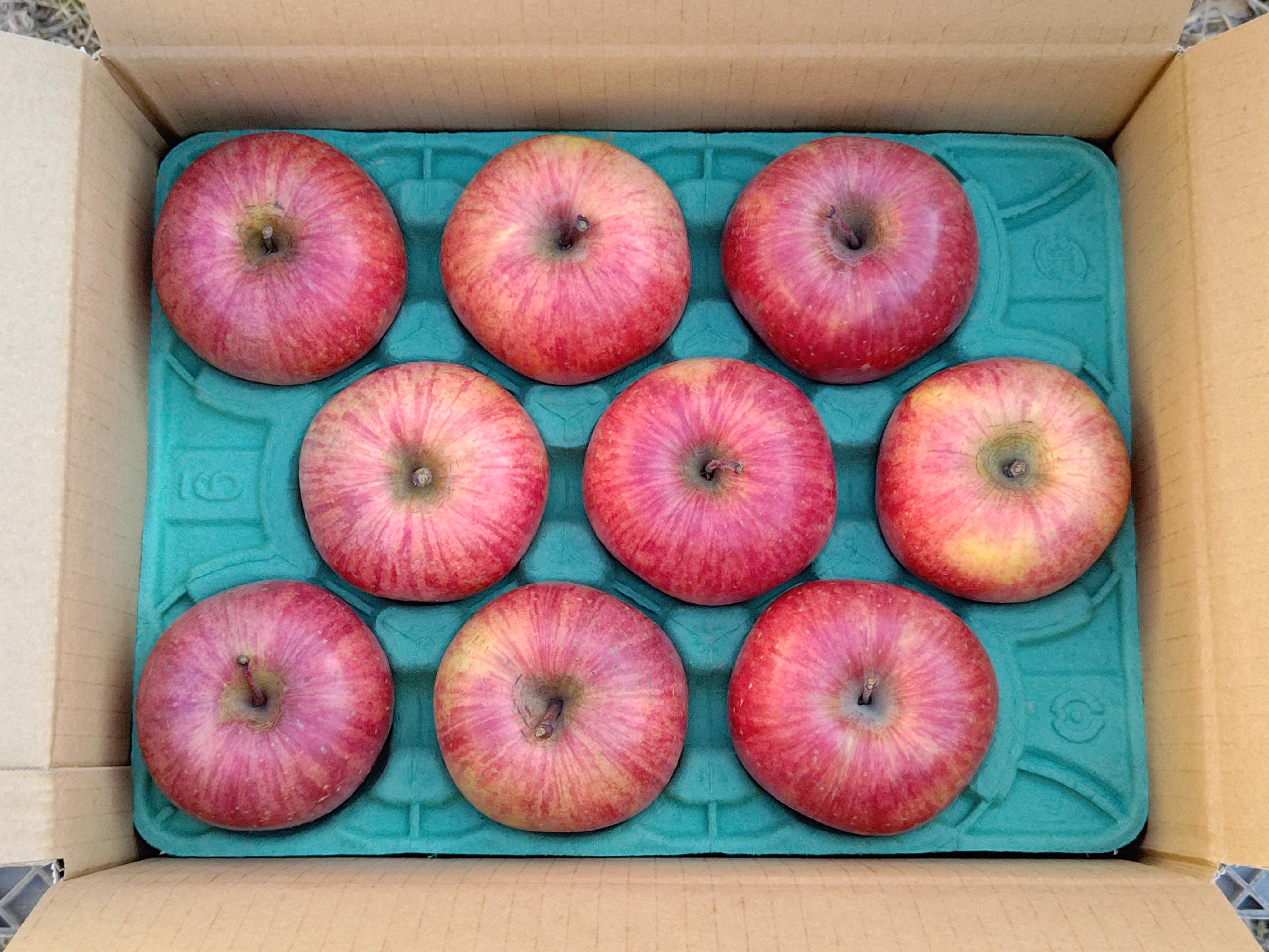 信州産葉とらずサンふじ3kg8〜11個入り 信州古畠りんご園直送 贈り物に