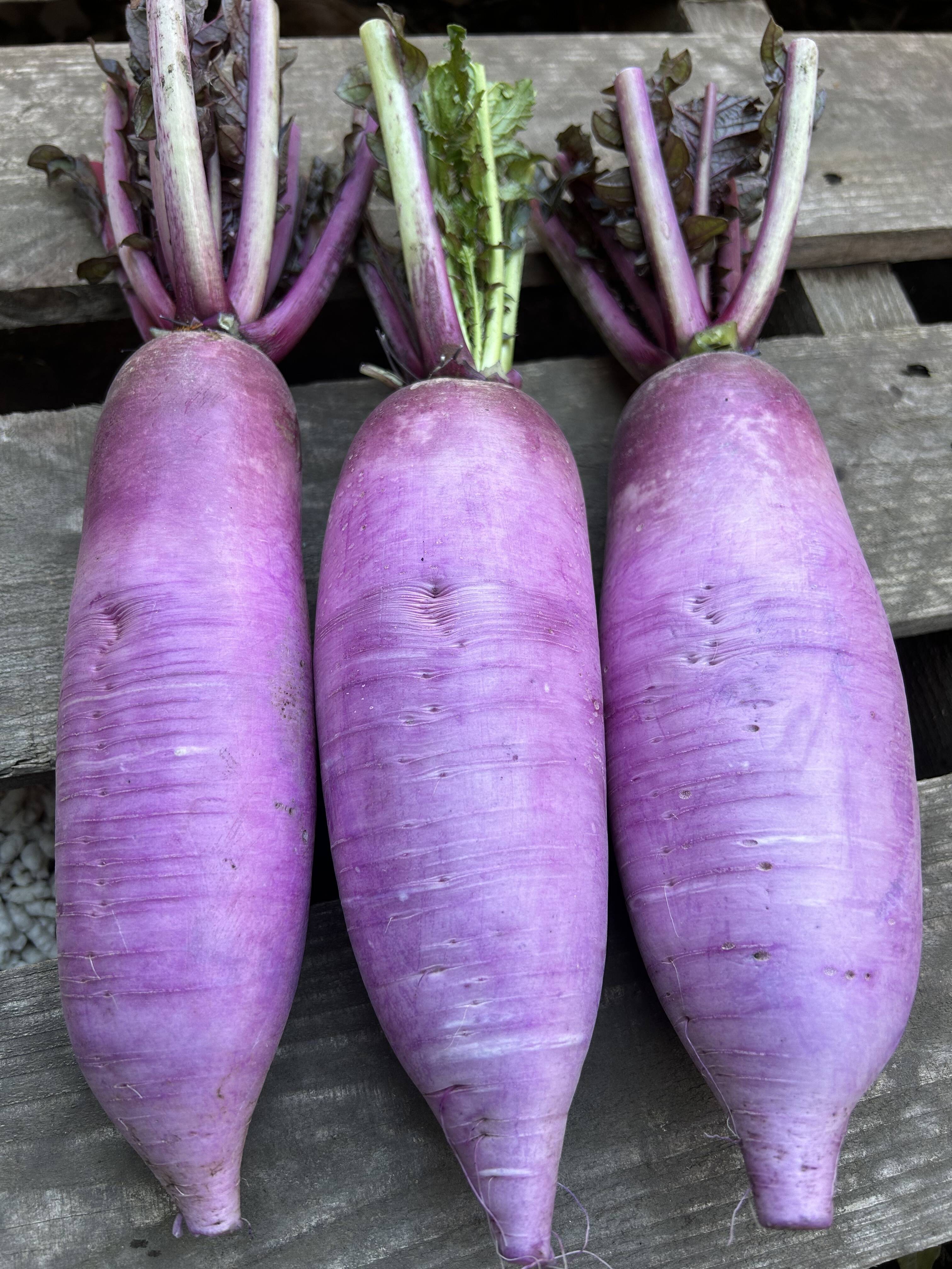 紅芯大根 1kg 千葉県産 化学農薬不使用 - 野菜