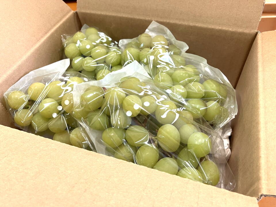 山梨産 シャインマスカット約1.1kg~1.2kg 【訳あり】美味しい食べ方や