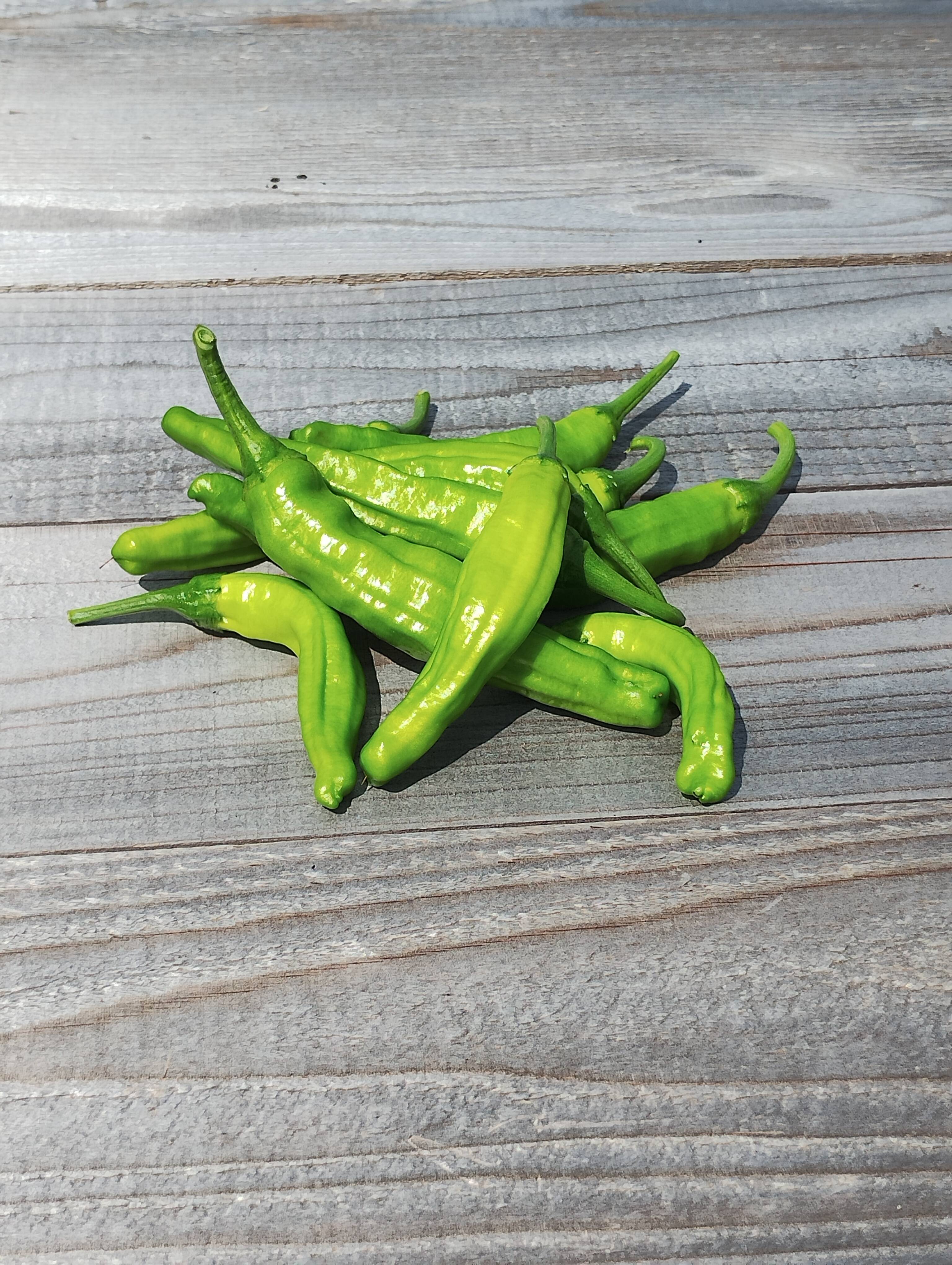 数量限定】収穫当日出荷 穫れたてししとう 200g x 2 袋 獅子唐辛子