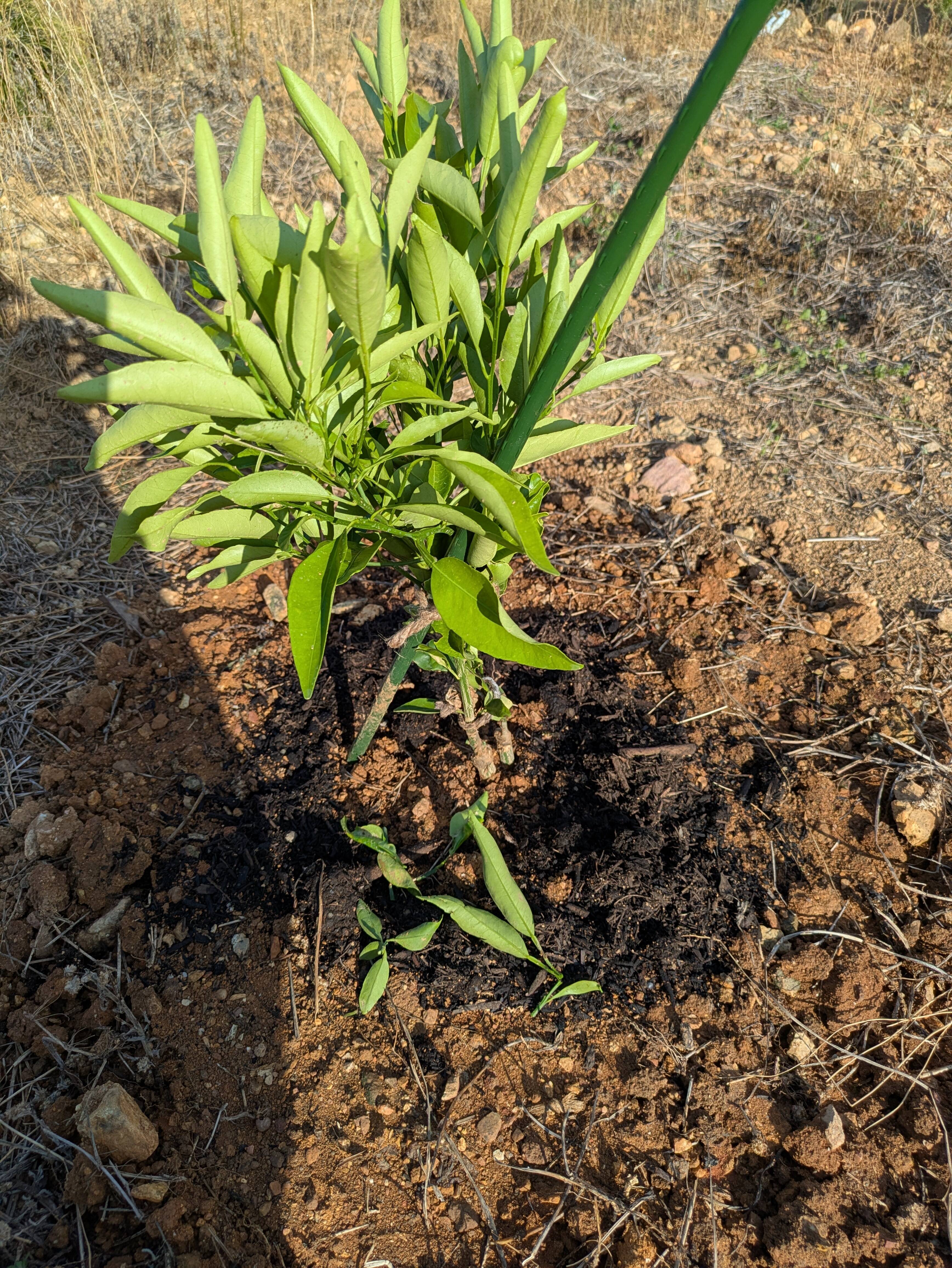 苗木を植えました｜食べチョク｜産地直送(産直)お取り寄せ通販 - 農家