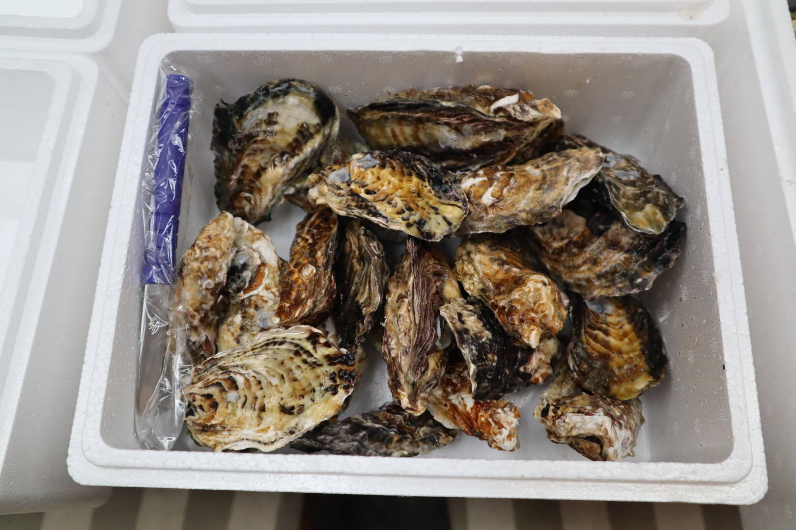 生食可能】今が旬！殻付き生牡蠣3キロ：兵庫県産の牡蠣｜食べチョク