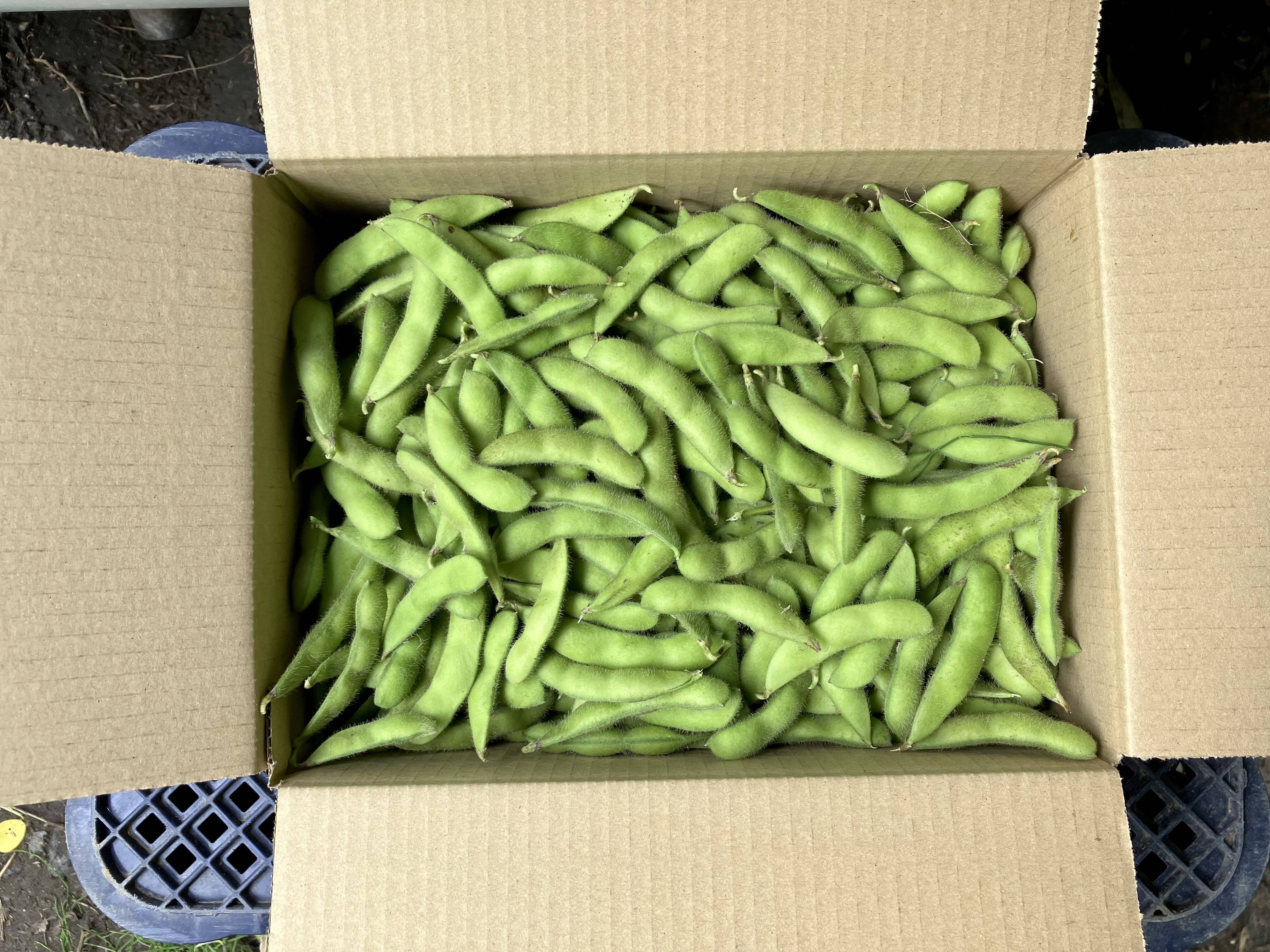 無農薬枝豆５キロ
