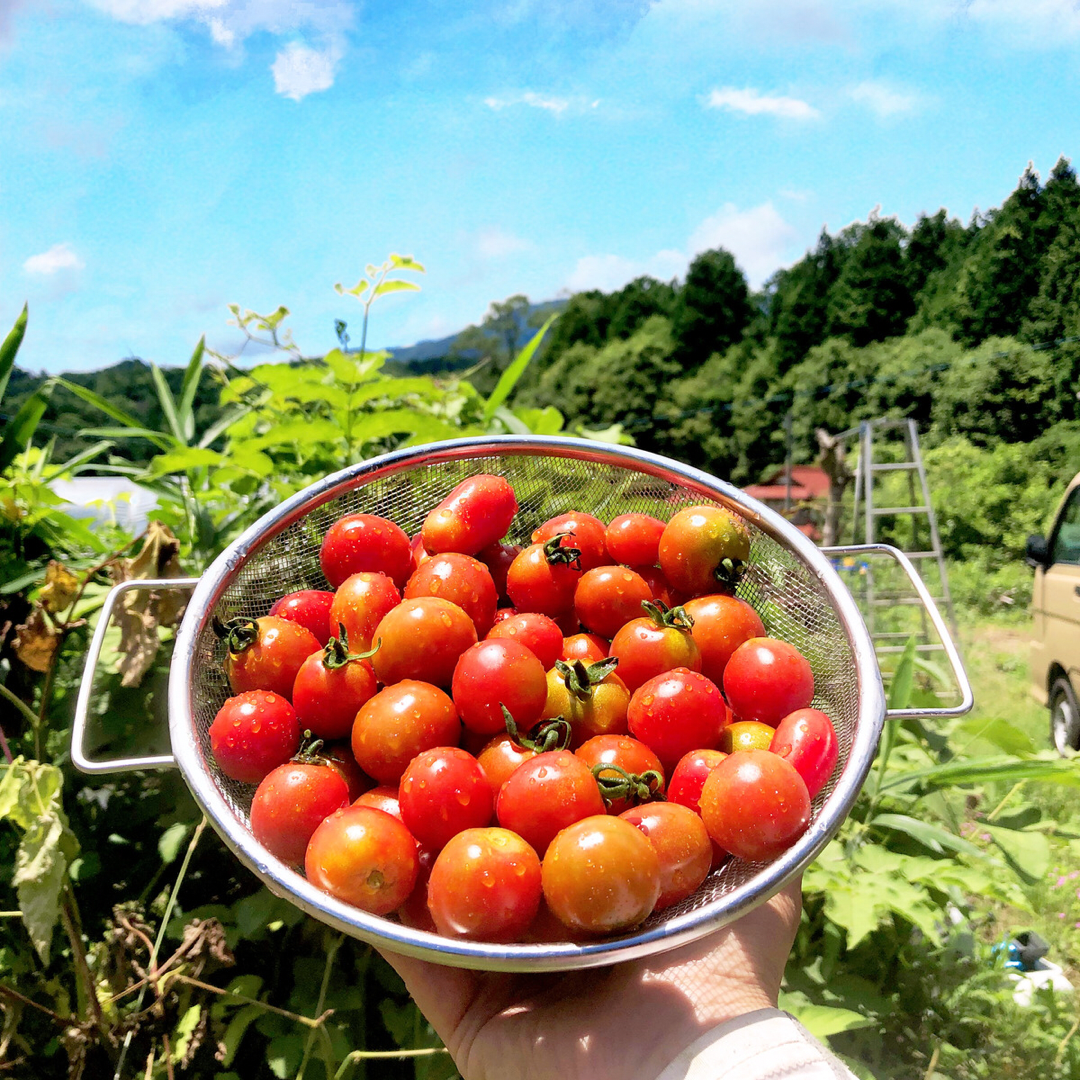 1kg 旨さが止まらないトマト こんなに食べちゃた 自然の甘味が口いっぱい 自然栽培 広島県産のトマト 食べチョク 産地直送 産直 お取り寄せ通販 農家 漁師から旬の食材を直送