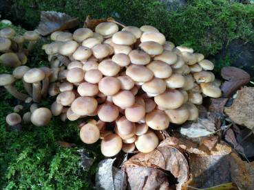 天然きのこ ならたけ 再販します｜食べチョク｜産地直送(産直)お