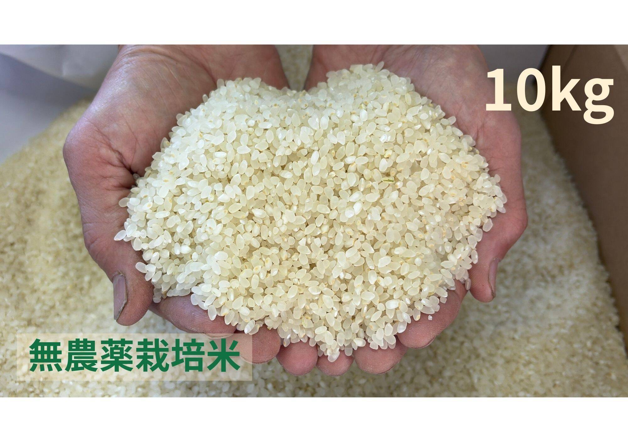 令和7年産】栽培期間中農薬不使用 コシヒカリ 白米 10kg：長野県産の