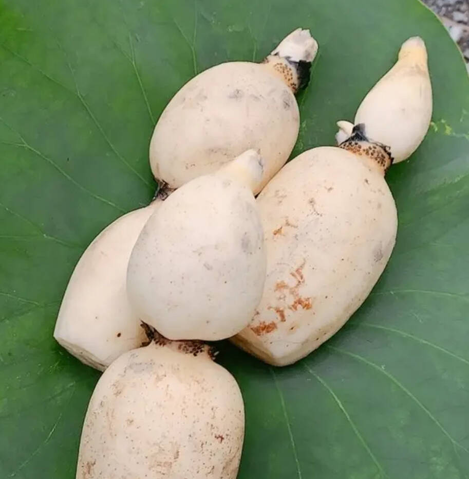 Sサイズご自宅用♪ 採れたて新鮮！甘い！『茨城れんこん』（１kg）：茨城県産のれんこん｜食べチョク｜産地直送(産直)お取り寄せ通販 - 農家・漁師から 旬の食材を直送